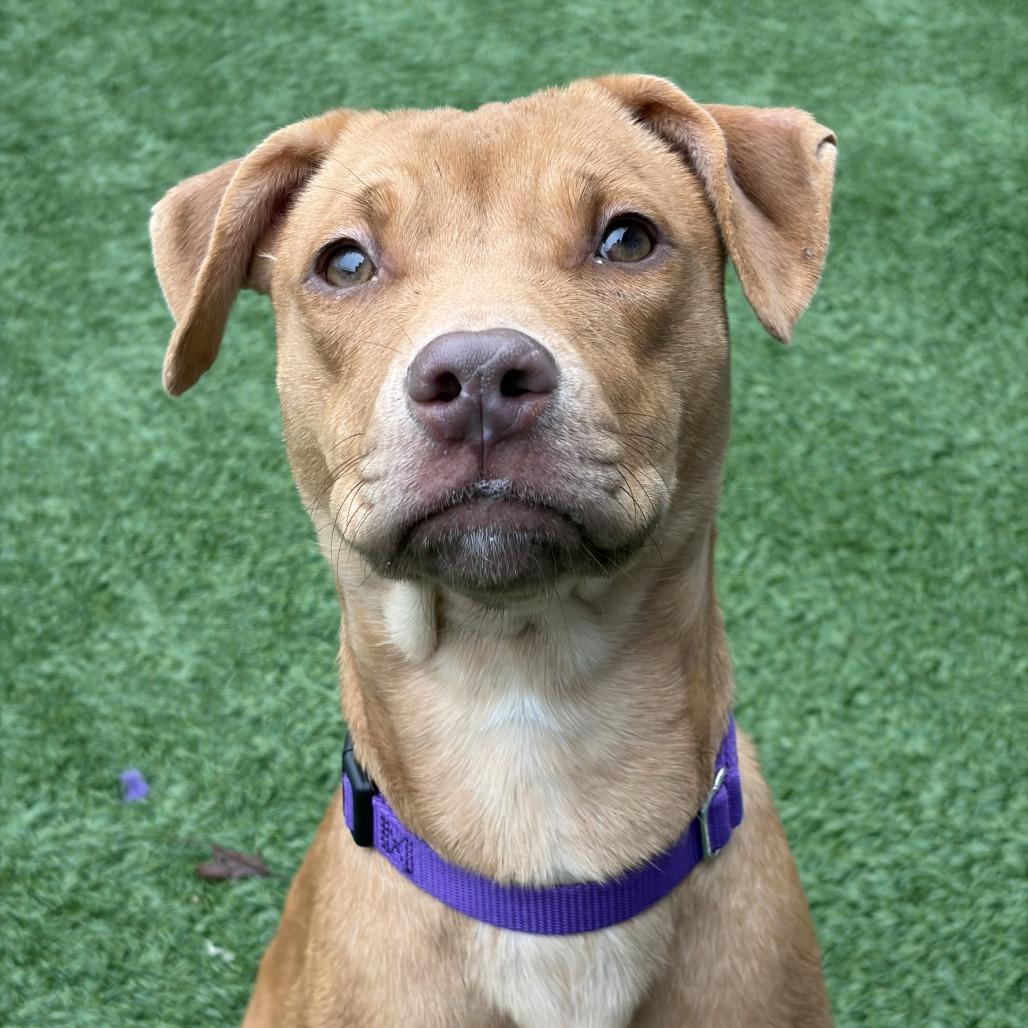 Enlarge Sally, a Adoptable mixed breed in Matteson, IL image 2/3
