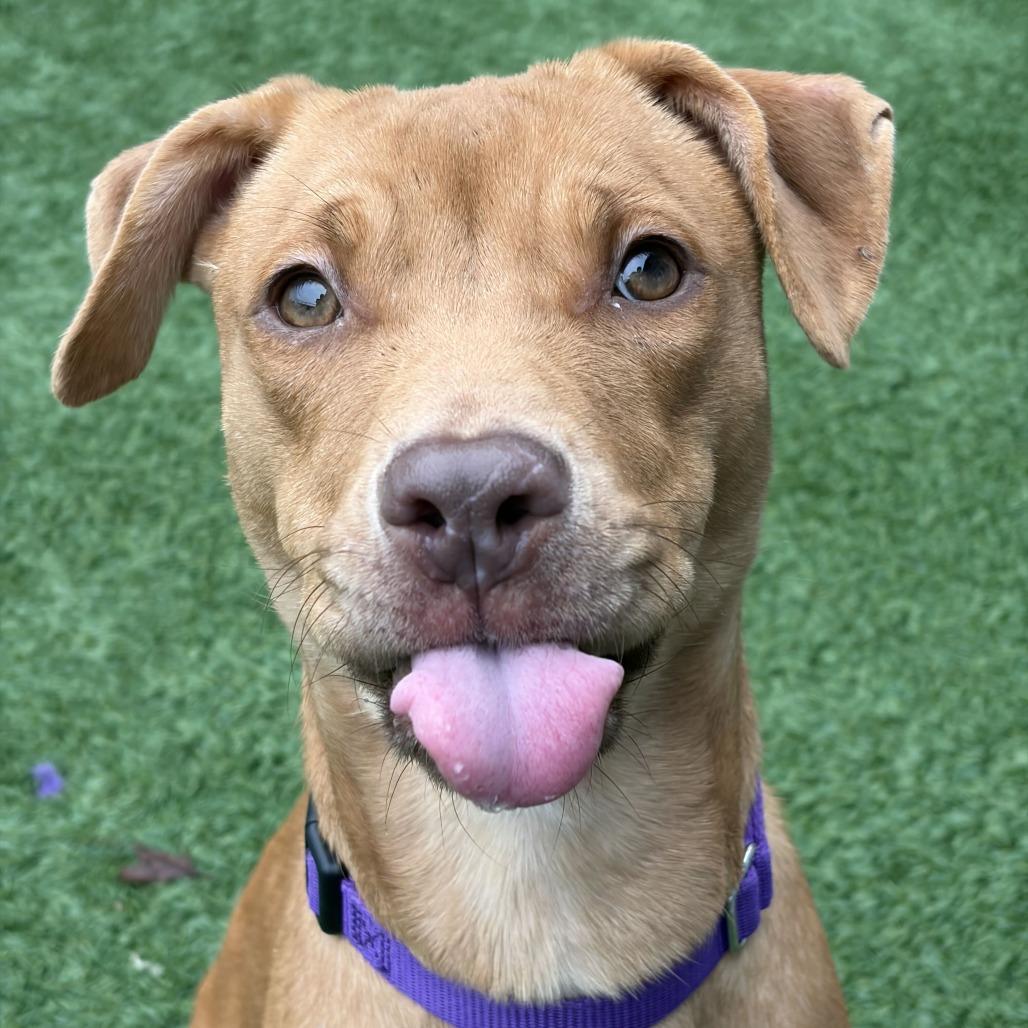 Enlarge Sally, a Adoptable mixed breed in Matteson, IL image 3/3