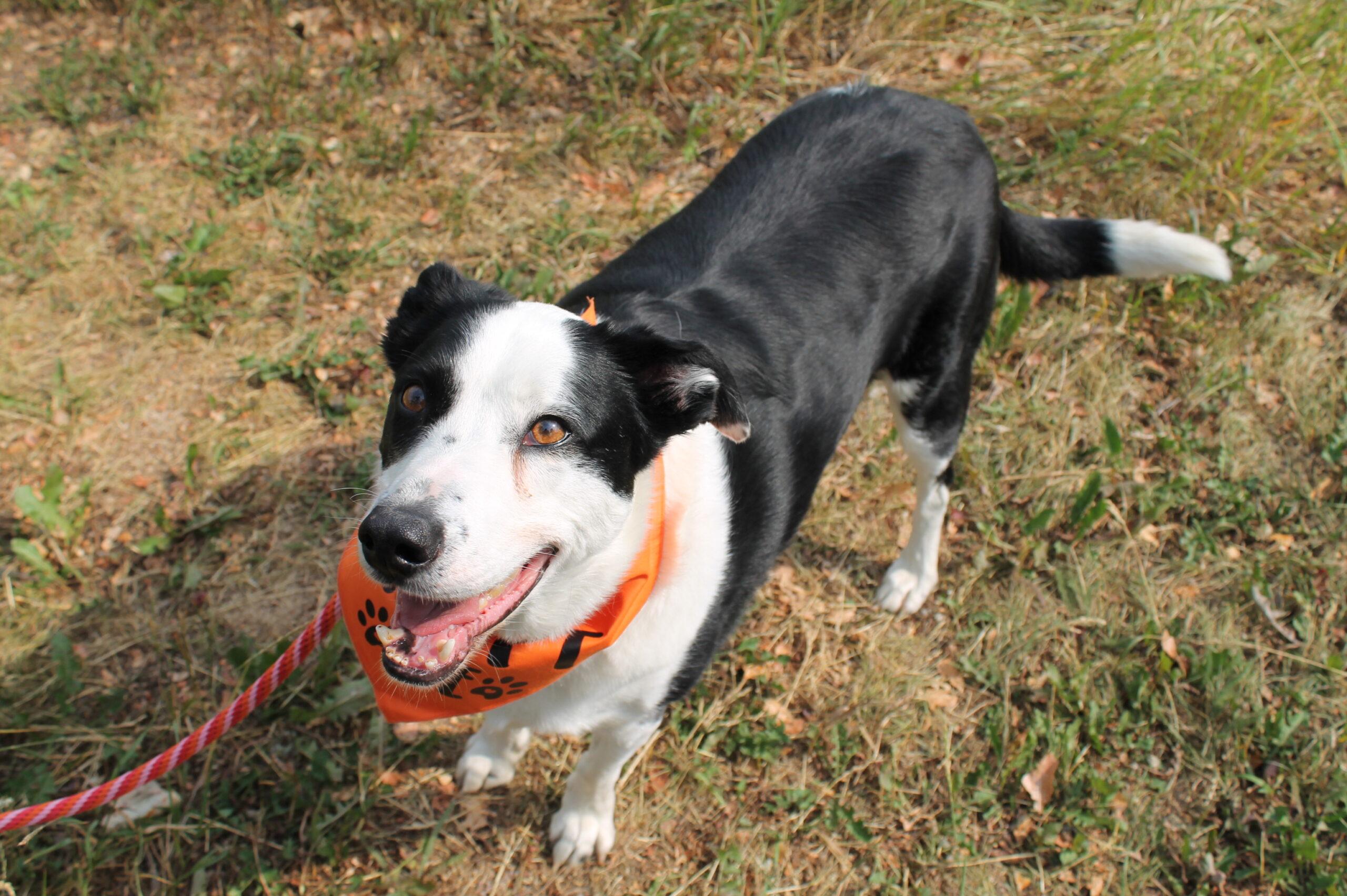 Cooper, an adoptable Mixed Breed in McCall, ID, 83638 | Photo Image 1