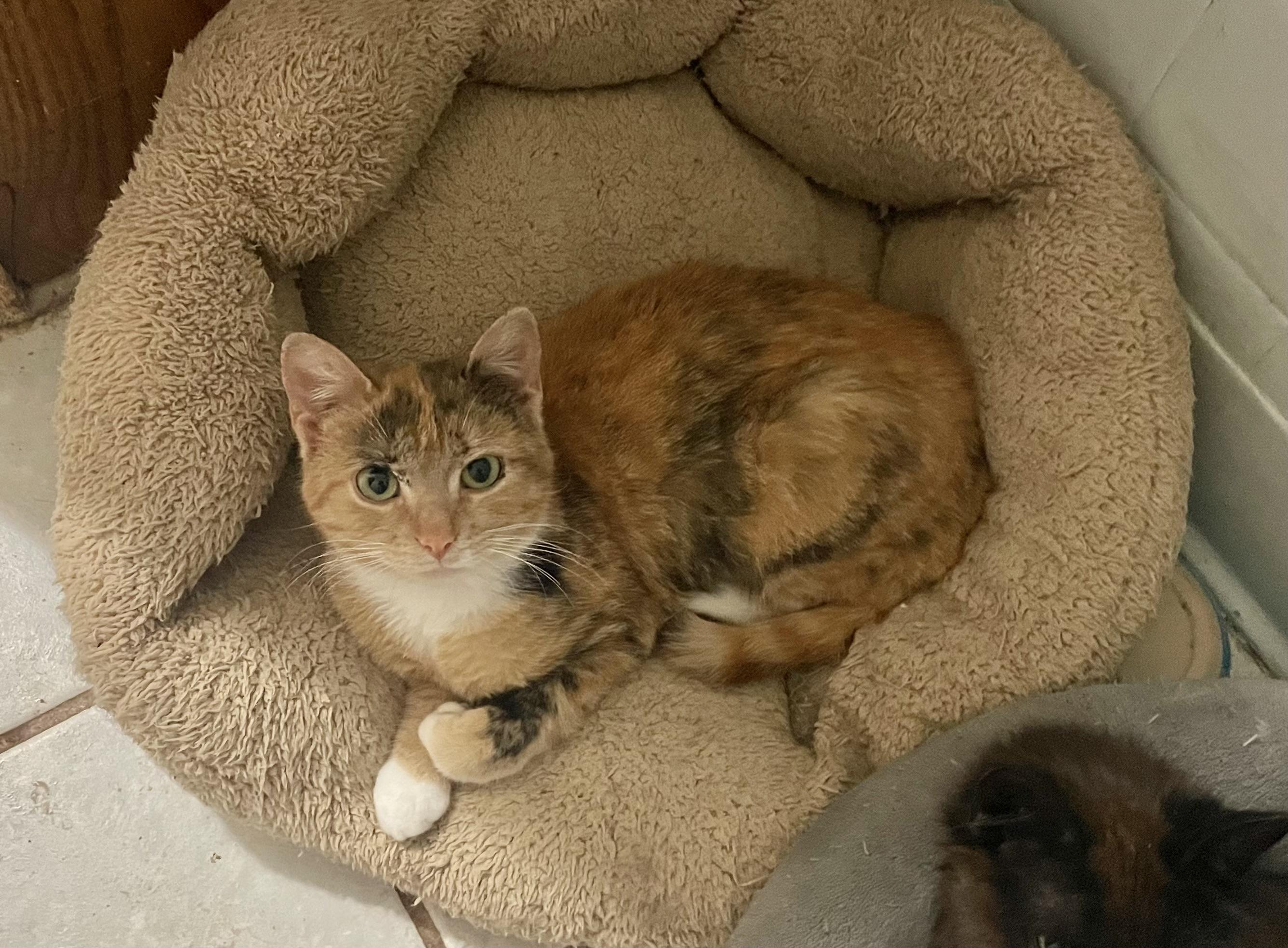 Marlene, ADOPTABLE, Kitten Female Calico.