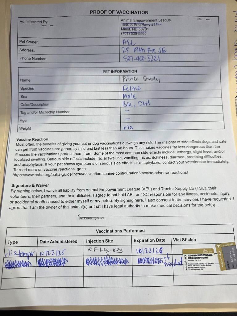 Prince Shady, a Adoptable mixed breed in Minot, ND image 1/6