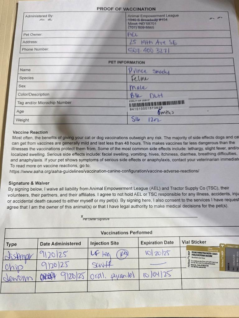 Prince Shady, a Adoptable mixed breed in Minot, ND image 3/6