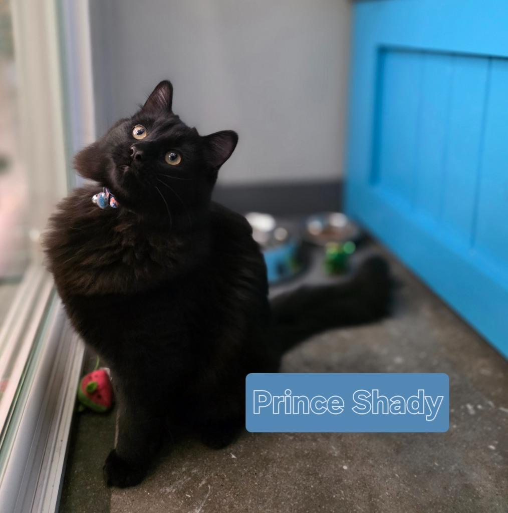 Prince Shady, a Adoptable mixed breed in Minot, ND image 4/6