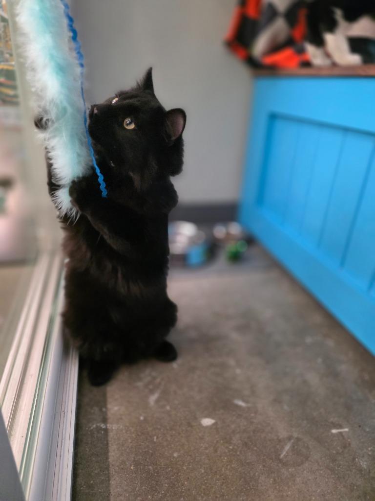 Prince Shady, a Adoptable mixed breed in Minot, ND image 5/6