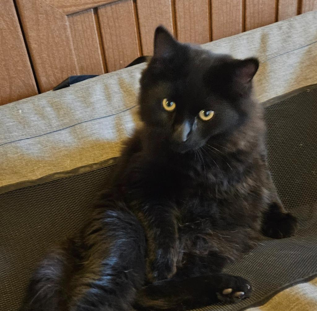 Prince Shady, a Adopted mixed breed in Minot, ND image 5/6