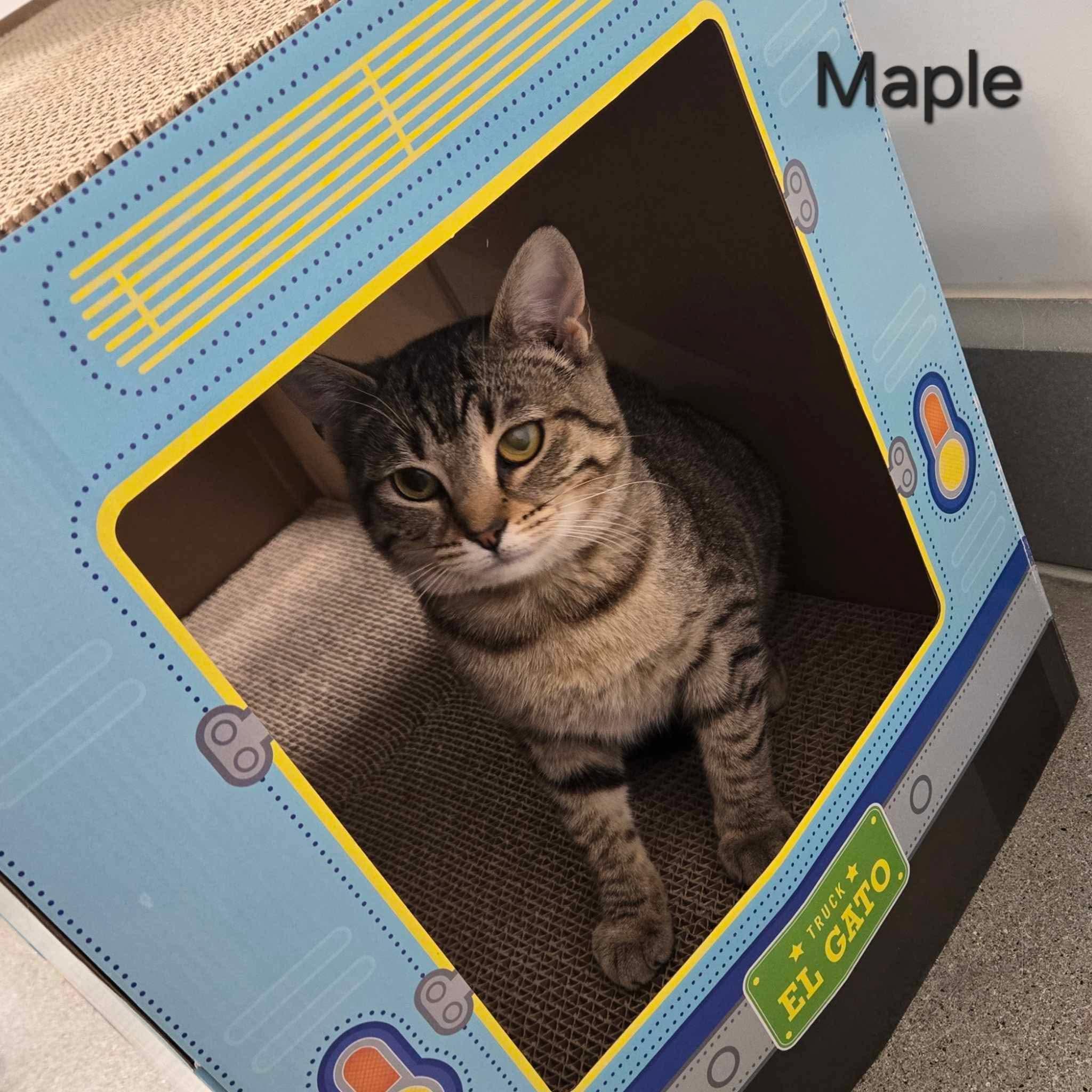 Maple photo 3