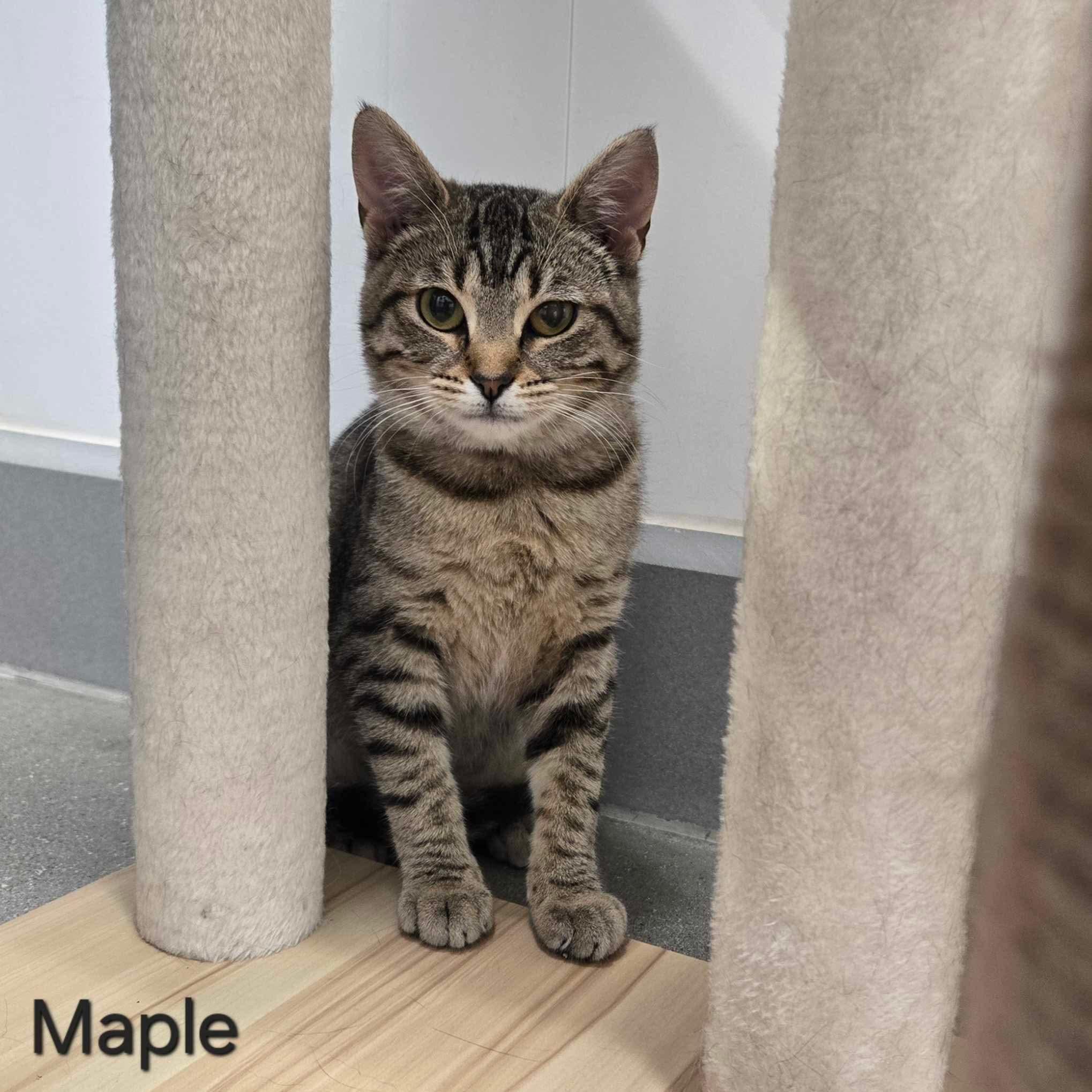 Maple photo 4