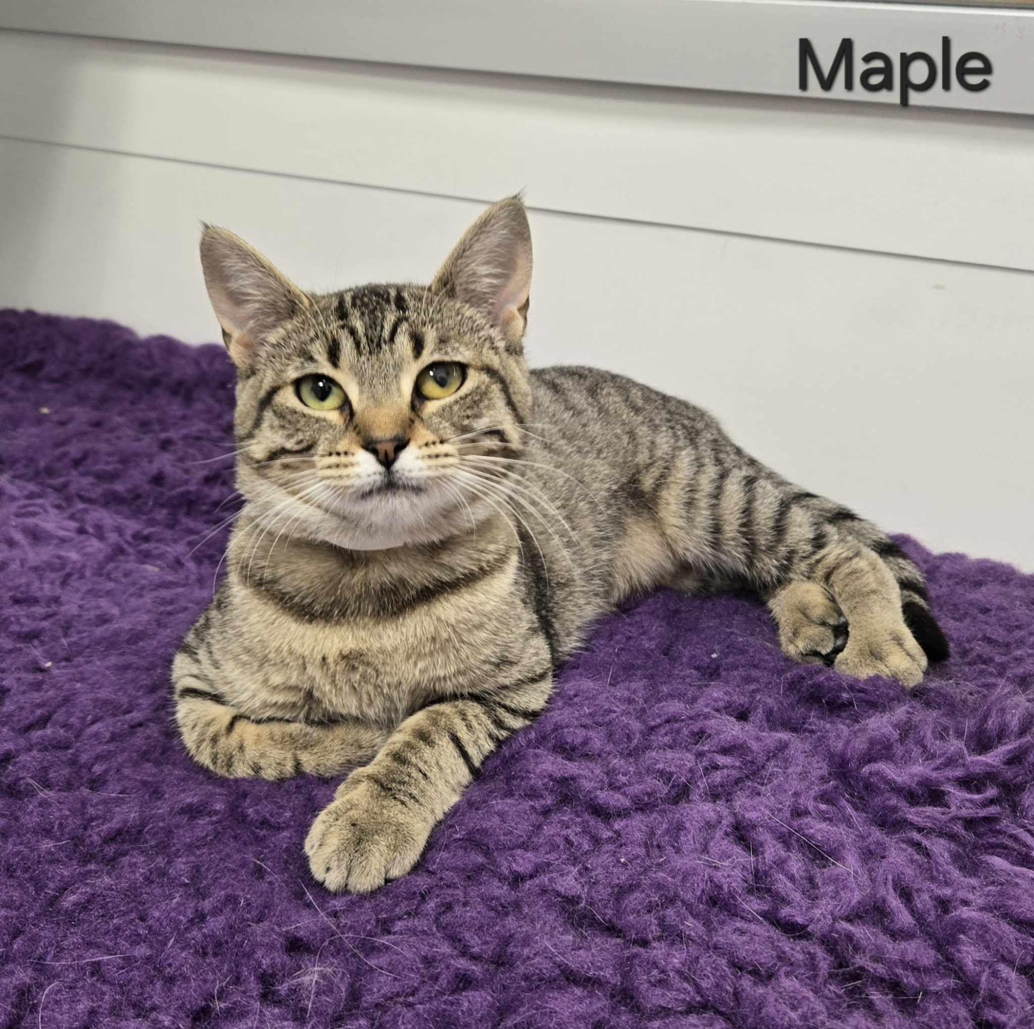 Maple, Young Female Domestic Short Hair