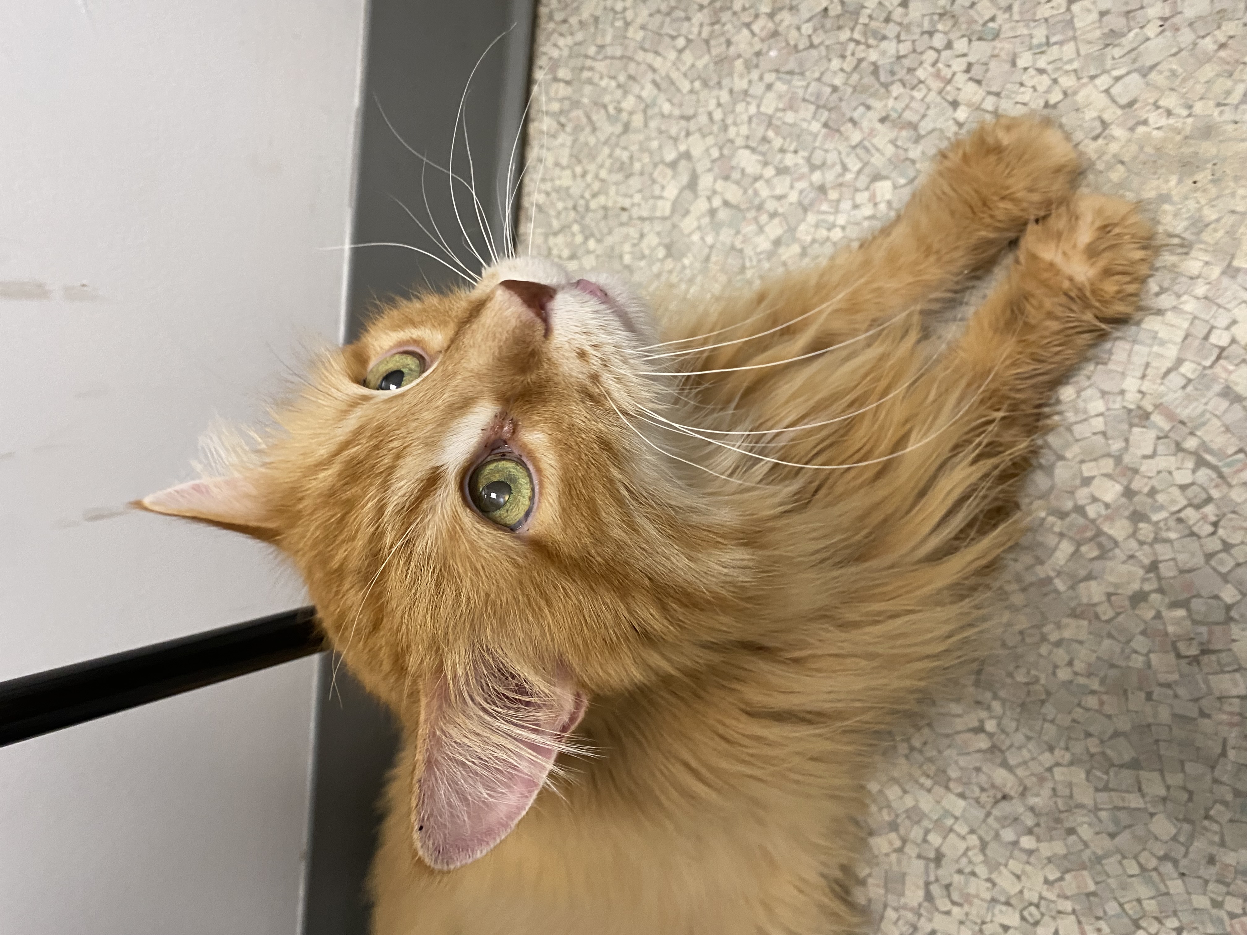 Enlarge Boyfriend, a Adopted Domestic Long Hair in Brantford, ON image 3/6