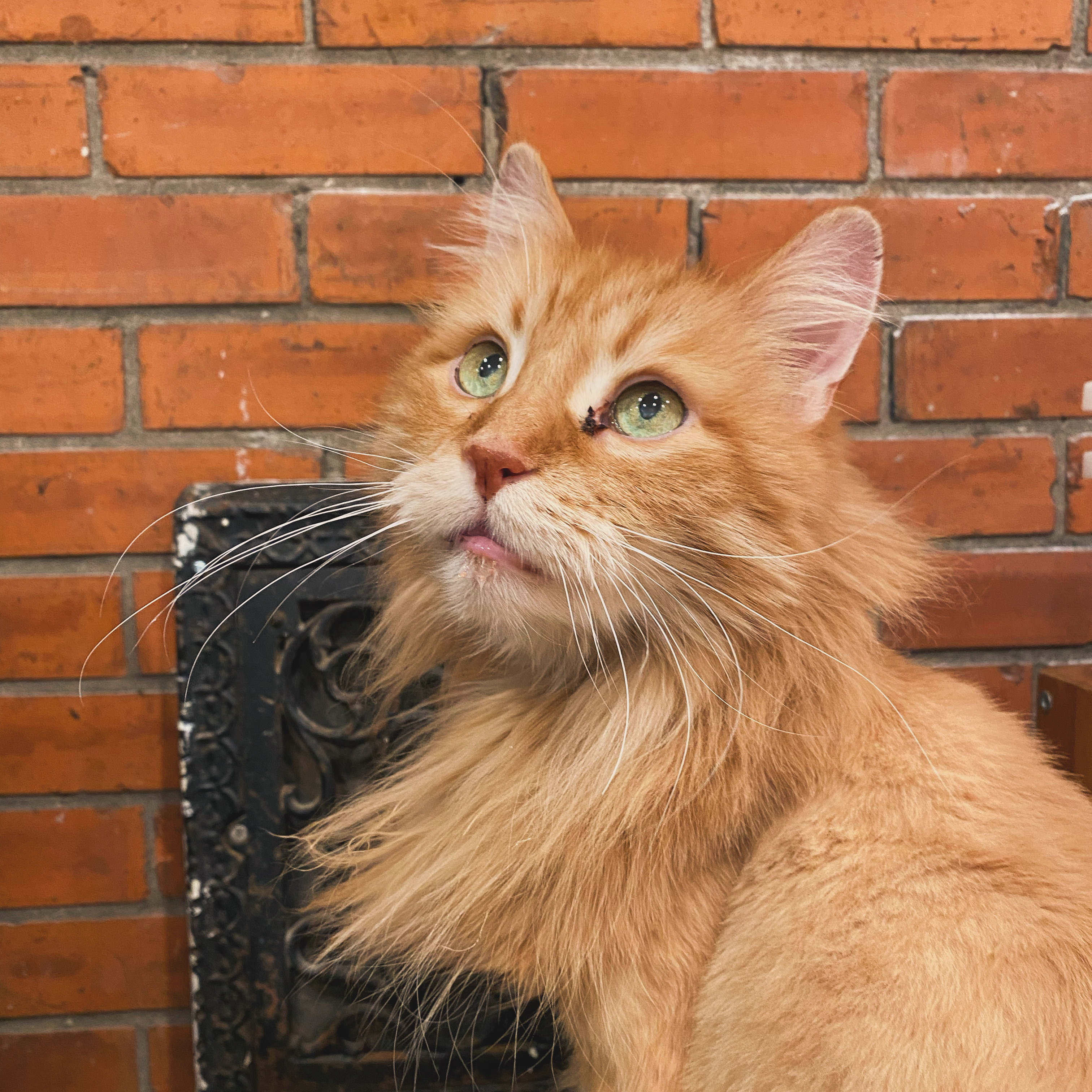 Enlarge Boyfriend, a Adopted Domestic Long Hair in Brantford, ON image 4/6