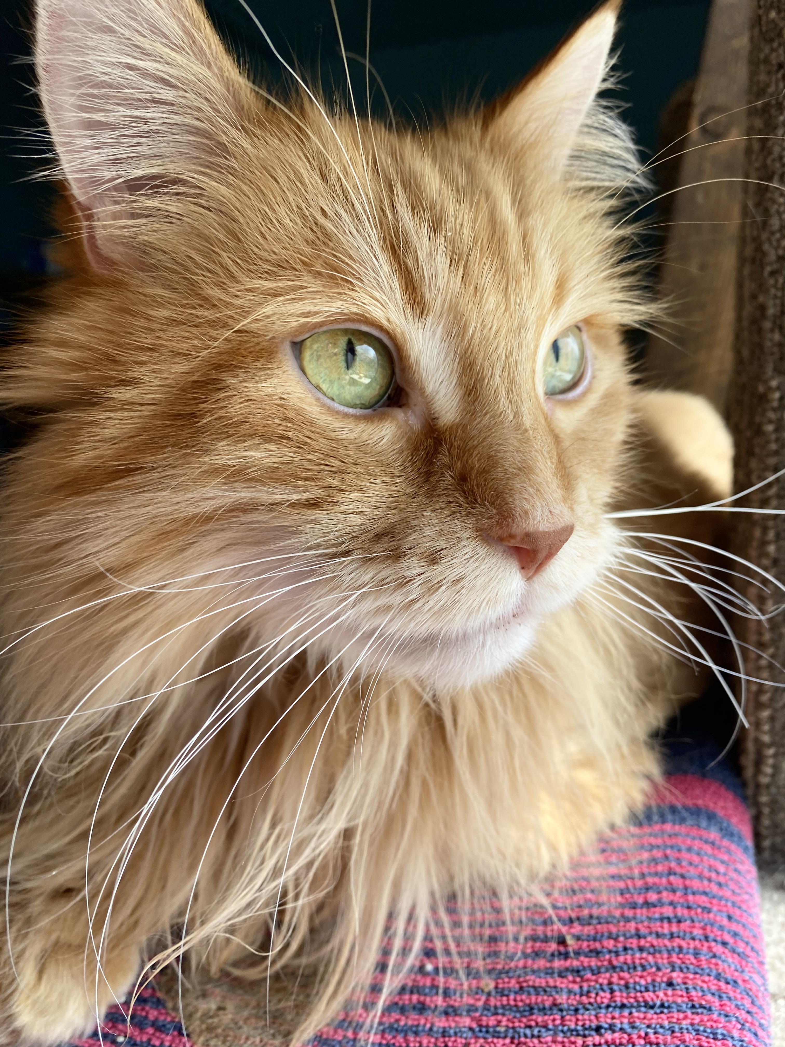 Boyfriend, Adopted, Senior Male Domestic Long Hair.