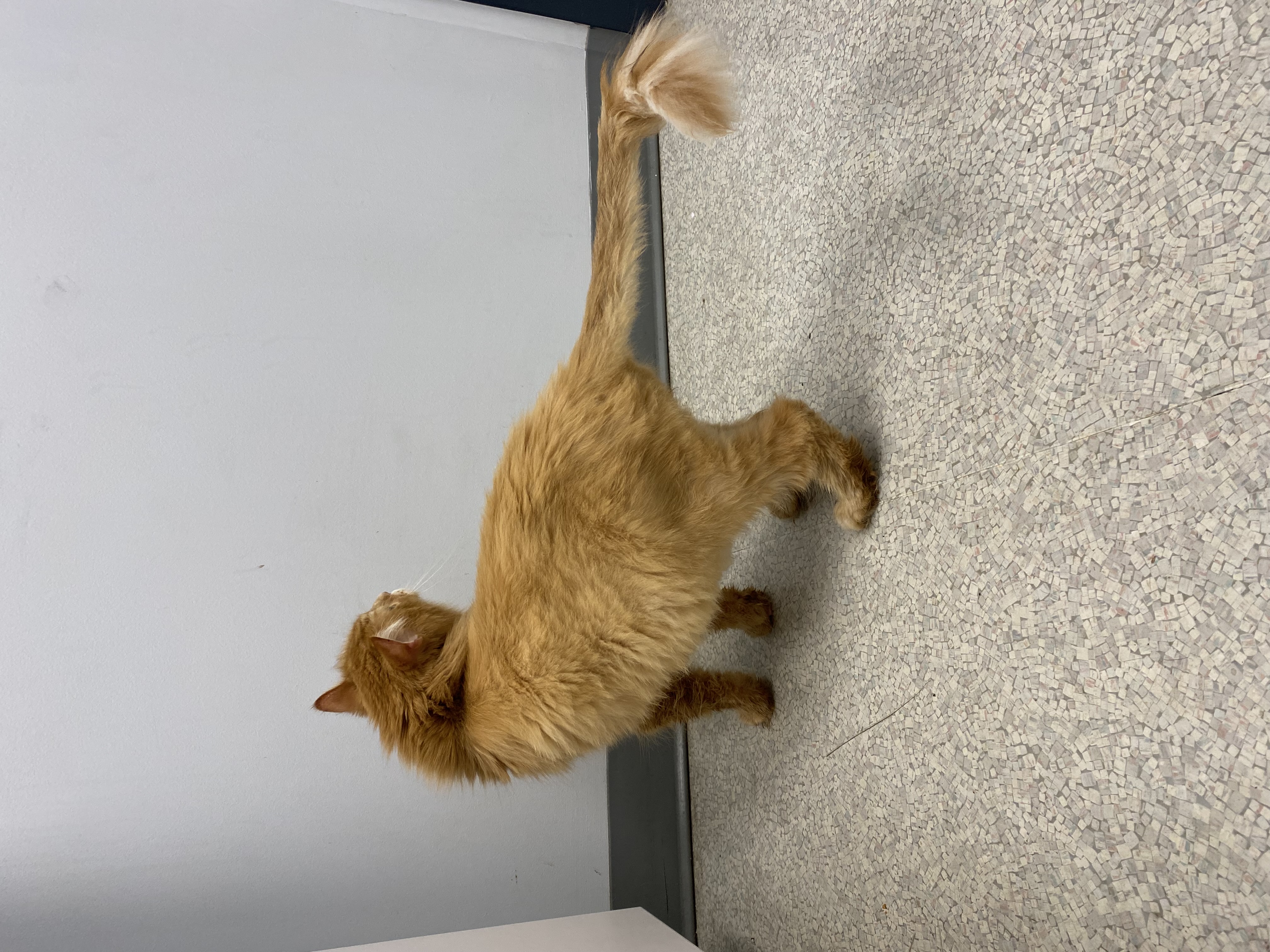 Enlarge Boyfriend, a Adopted Domestic Long Hair in Brantford, ON image 5/6