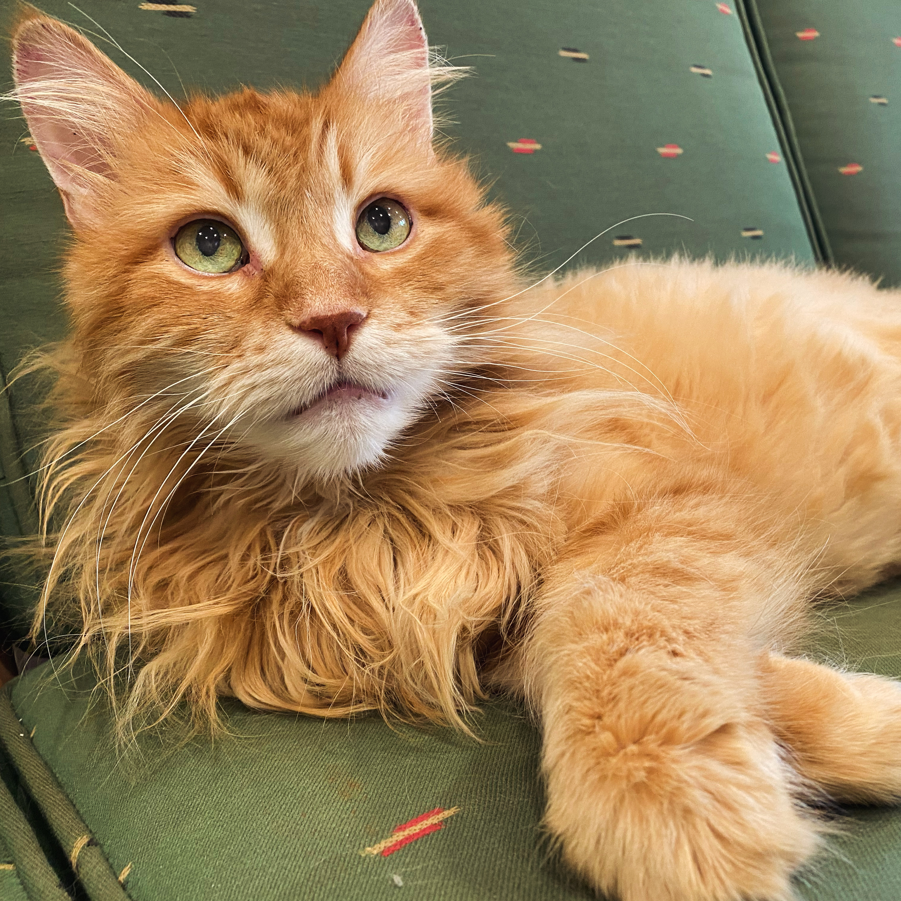 Enlarge Boyfriend, a Adopted Domestic Long Hair in Brantford, ON image 2/6