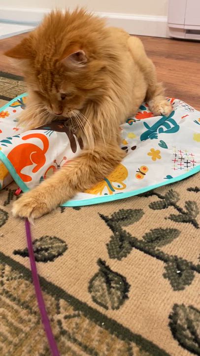 Enlarge Boyfriend, a Adopted Domestic Long Hair in Brantford, ON video 6/6