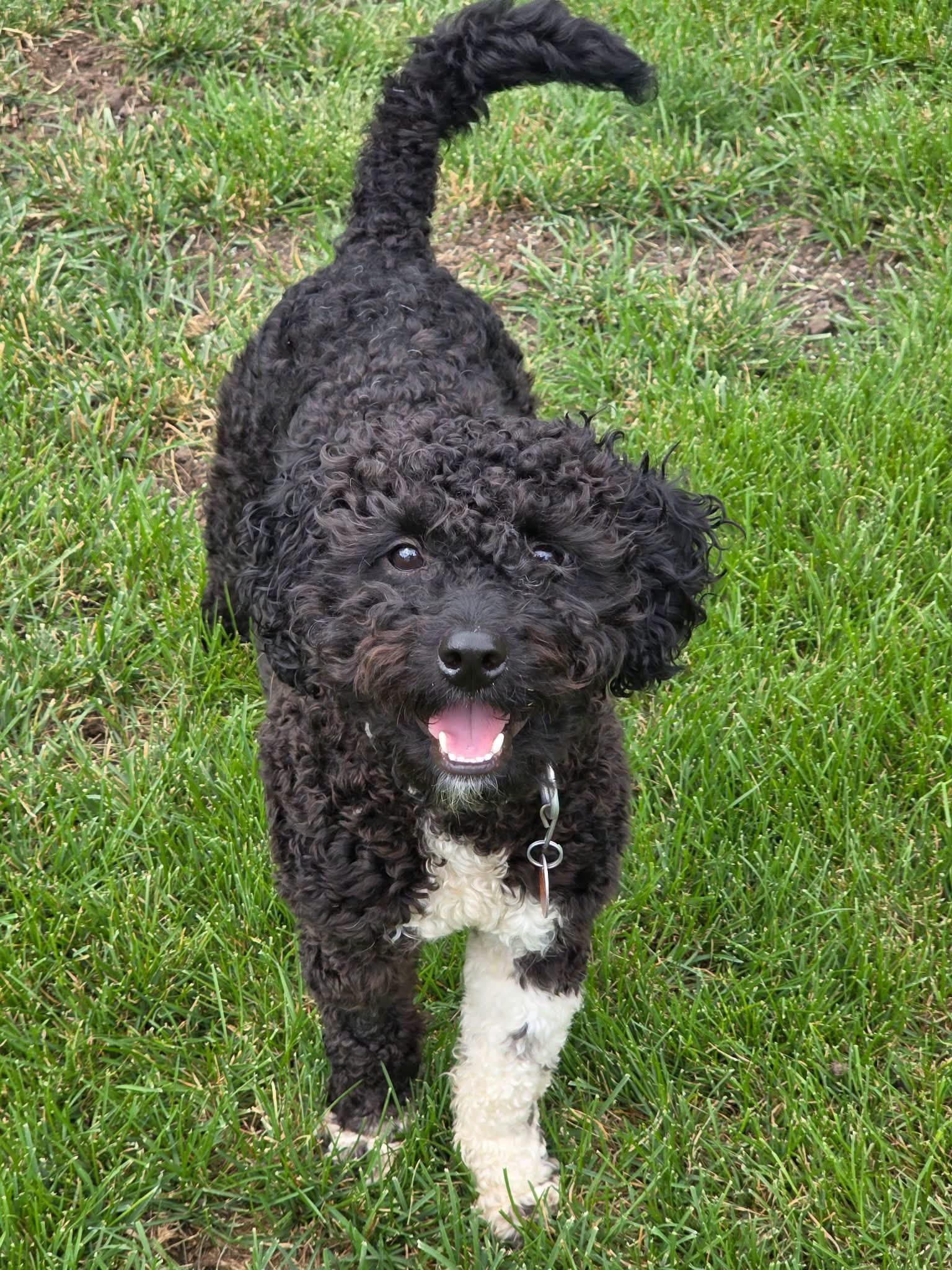 Fluffy, Adoptable, Adult Male Poodle & Australian Shepherd.