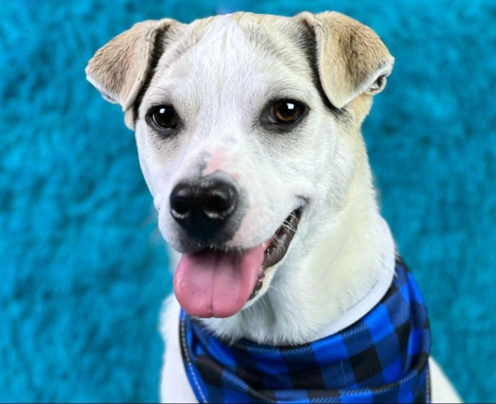 Titus - little ears and a BIG heart! Such a good boy!