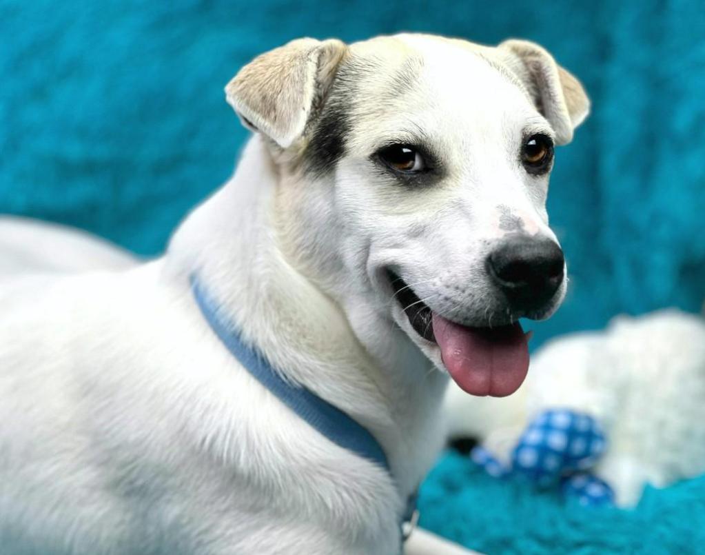 Titus - little ears and a BIG heart! Such a good boy!