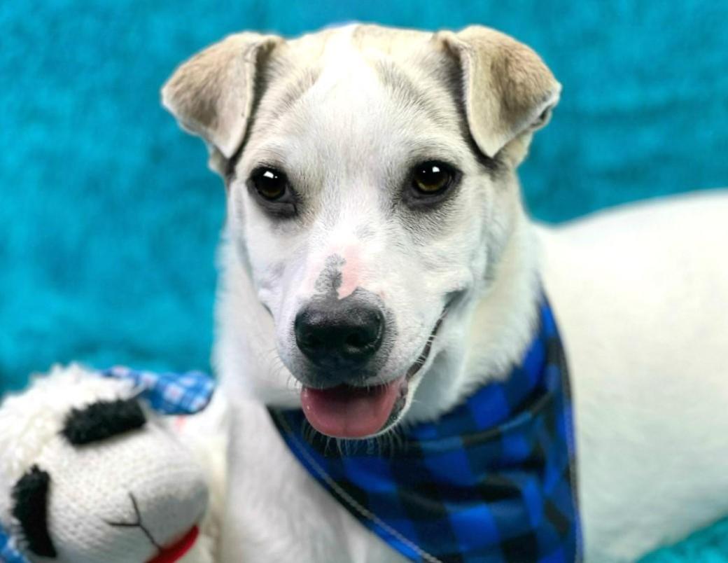 Titus - little ears and a BIG heart! Such a good boy!