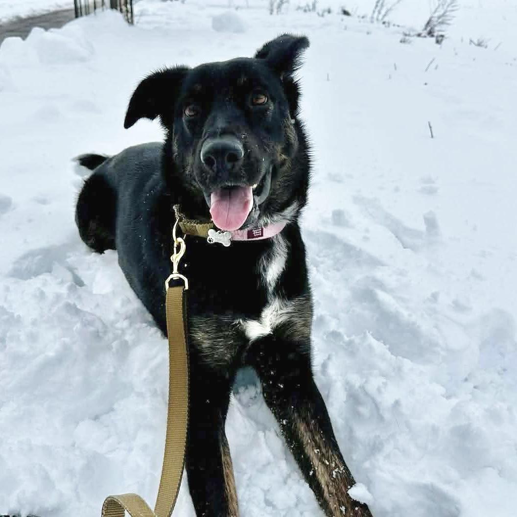 Leia, ADOPTABLE, Young Female Mixed Breed & German Shepherd Dog.