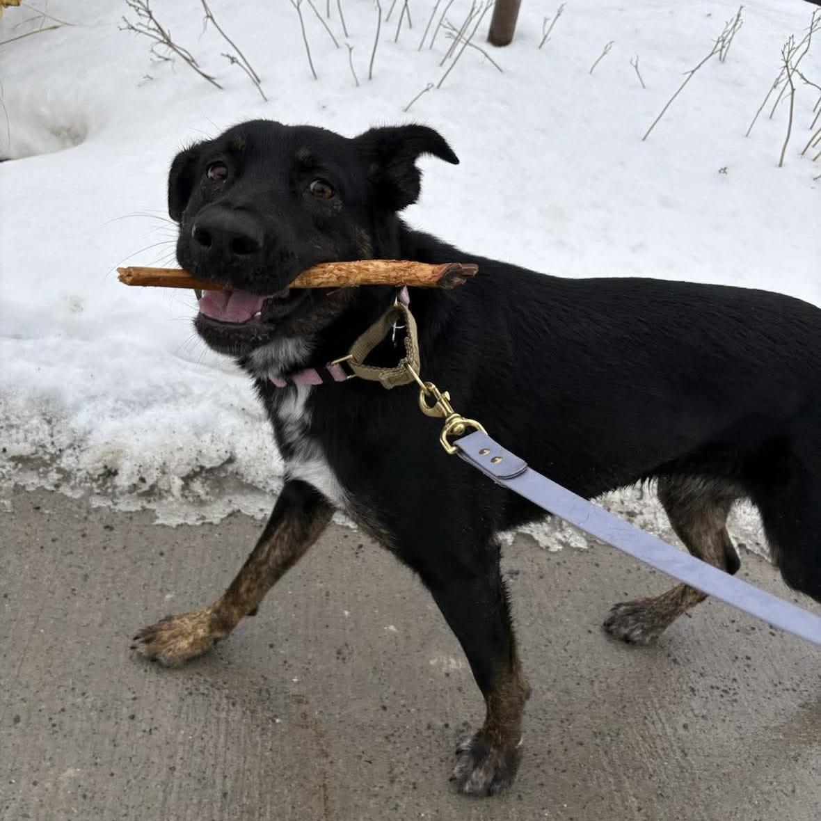 Enlarge Leia, a ADOPTABLE mixed breed in Kingston, ON image 2/6