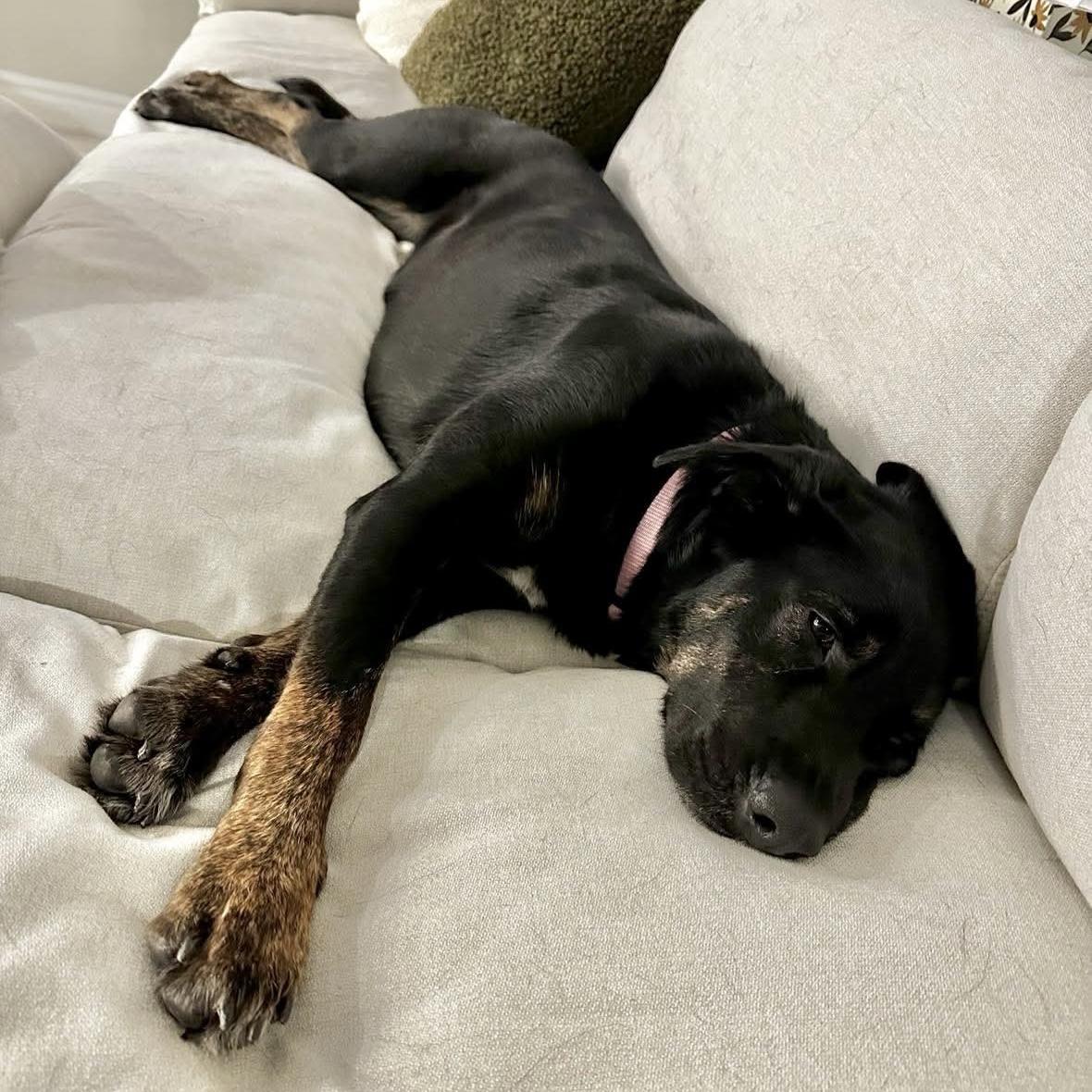 Enlarge Leia, a ADOPTABLE mixed breed in Kingston, ON image 4/6