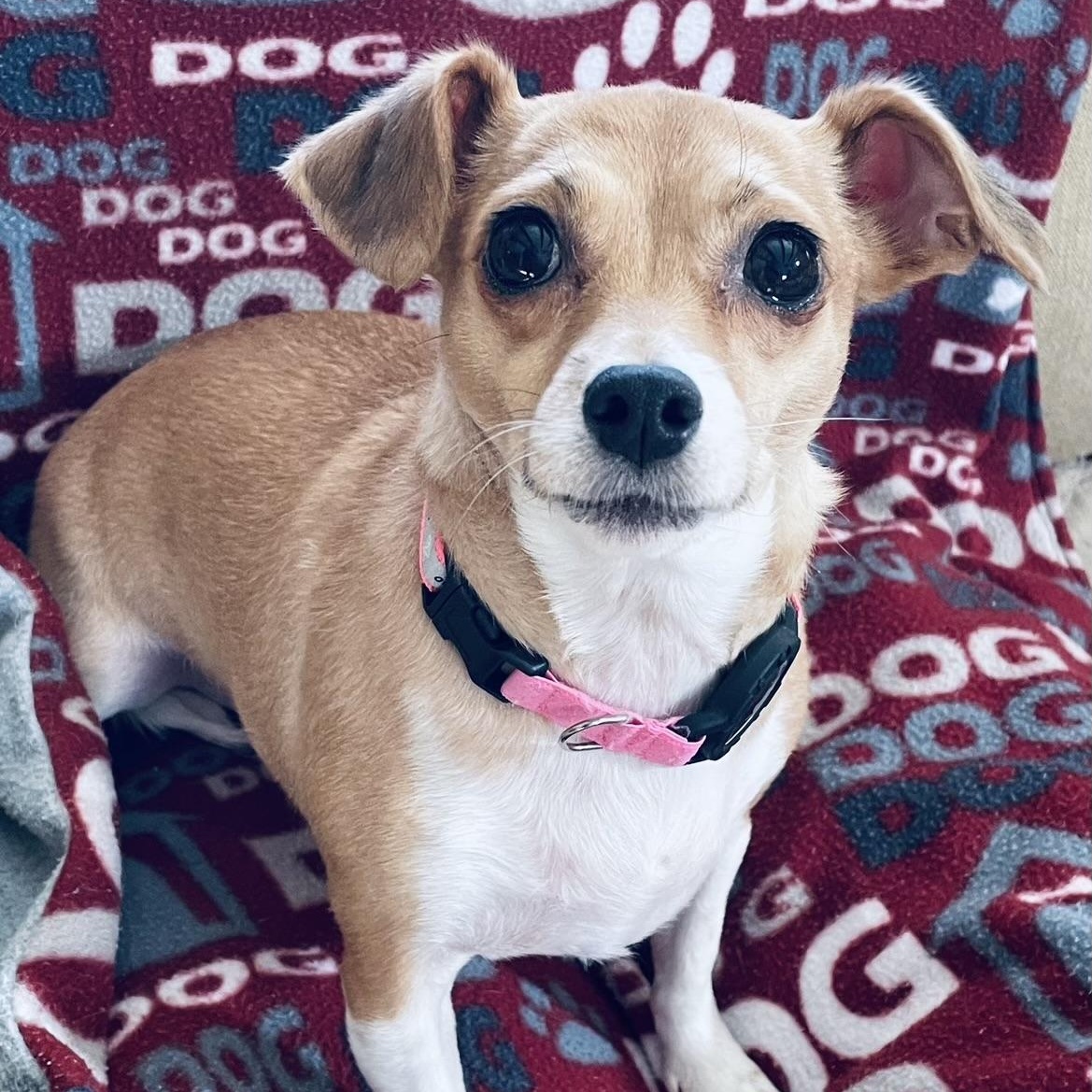 Dog for adoption - Peaches, a Chihuahua Mix in Inver Grove Heights, MN