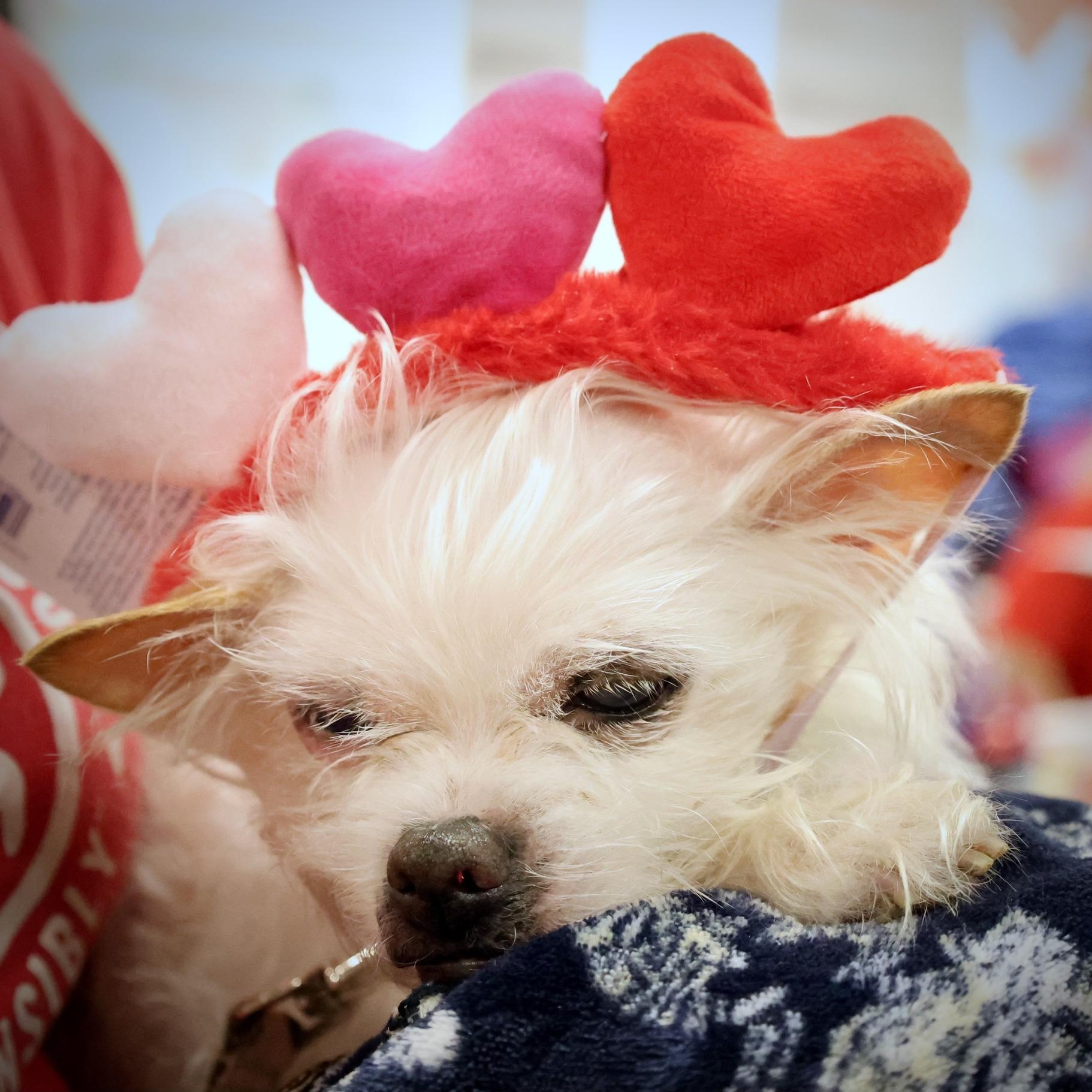 Imogen, an adoptable mixed breed in Palatine, IL image 2/6