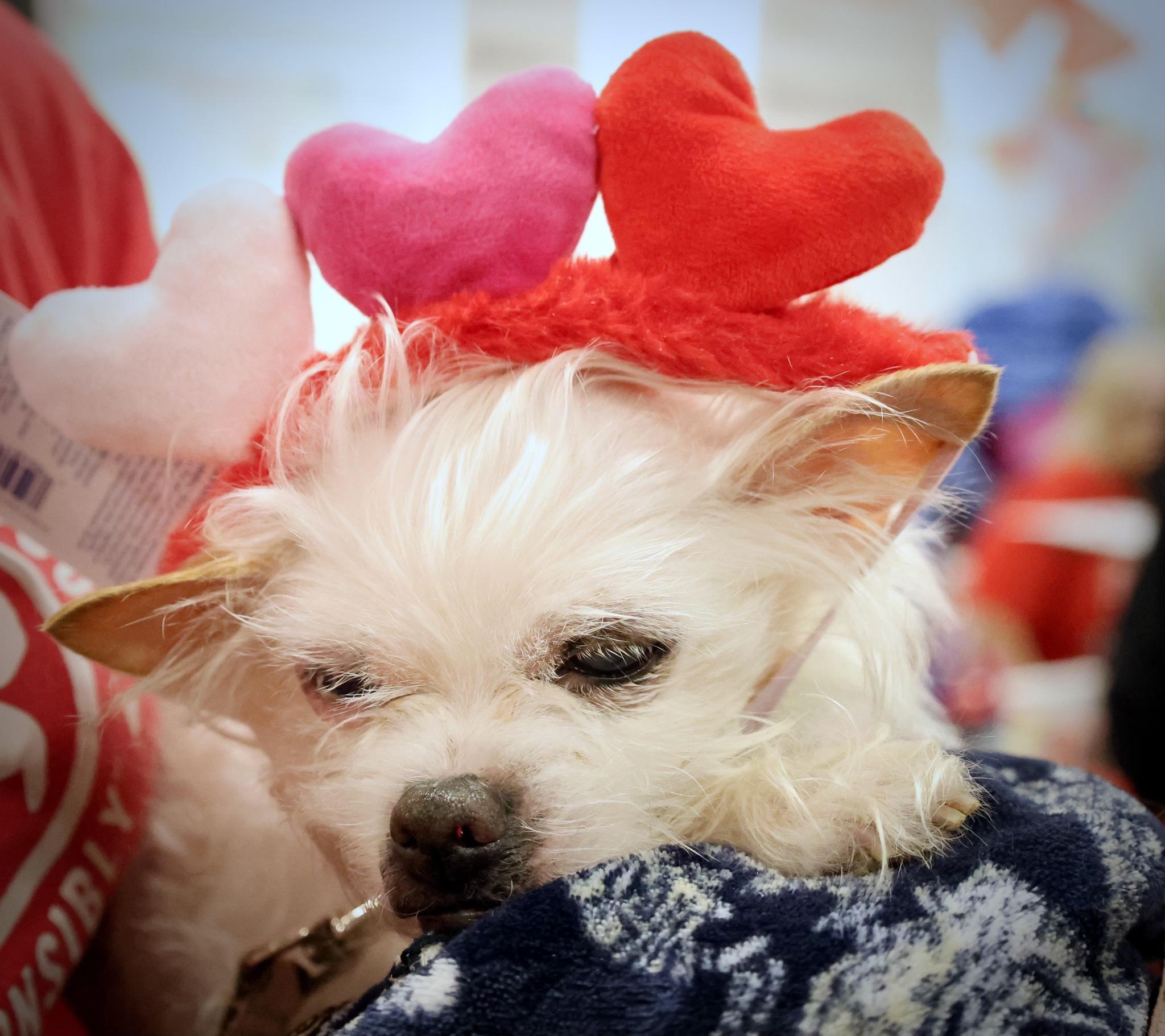 Enlarge Imogen, an adoptable mixed breed in Palatine, IL image 1/6