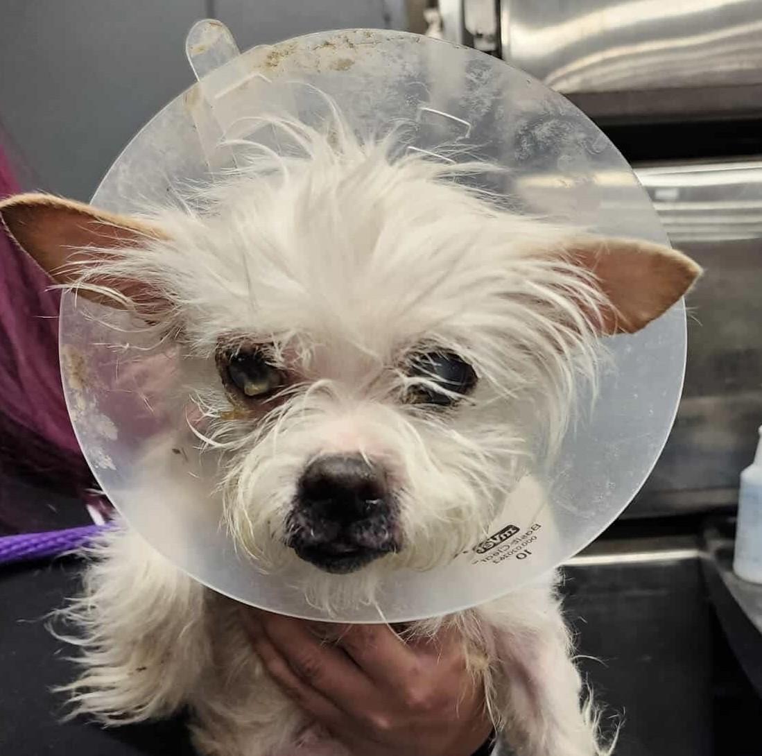 Imogen, adoptable, Senior Female Maltese & Chihuahua.