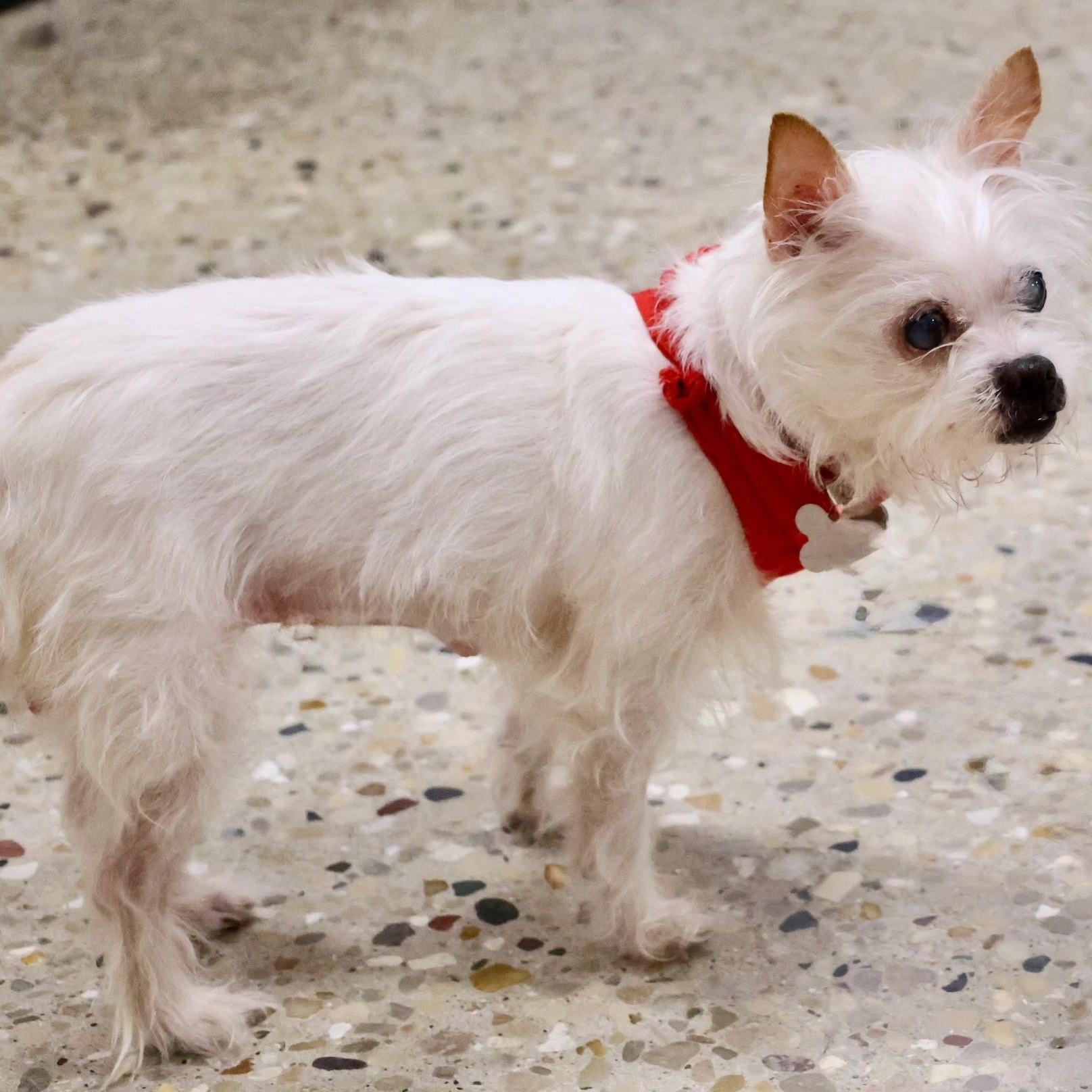 Imogen, an adoptable mixed breed in Palatine, IL image 4/6