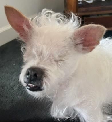 Imogen, an adoptable mixed breed in Palatine, IL image 1/6