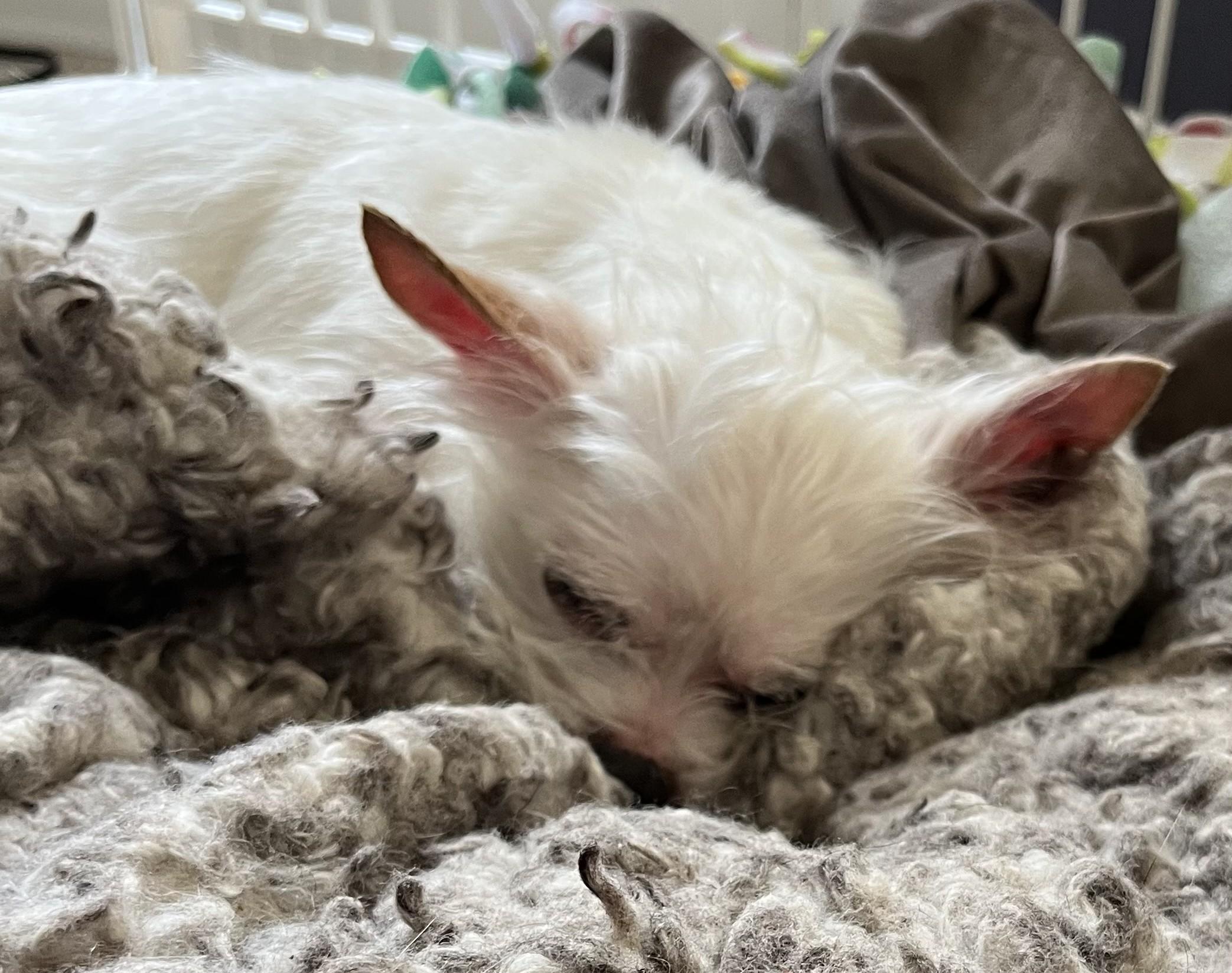 Enlarge Imogen, an adoptable mixed breed in Palatine, IL image 2/2