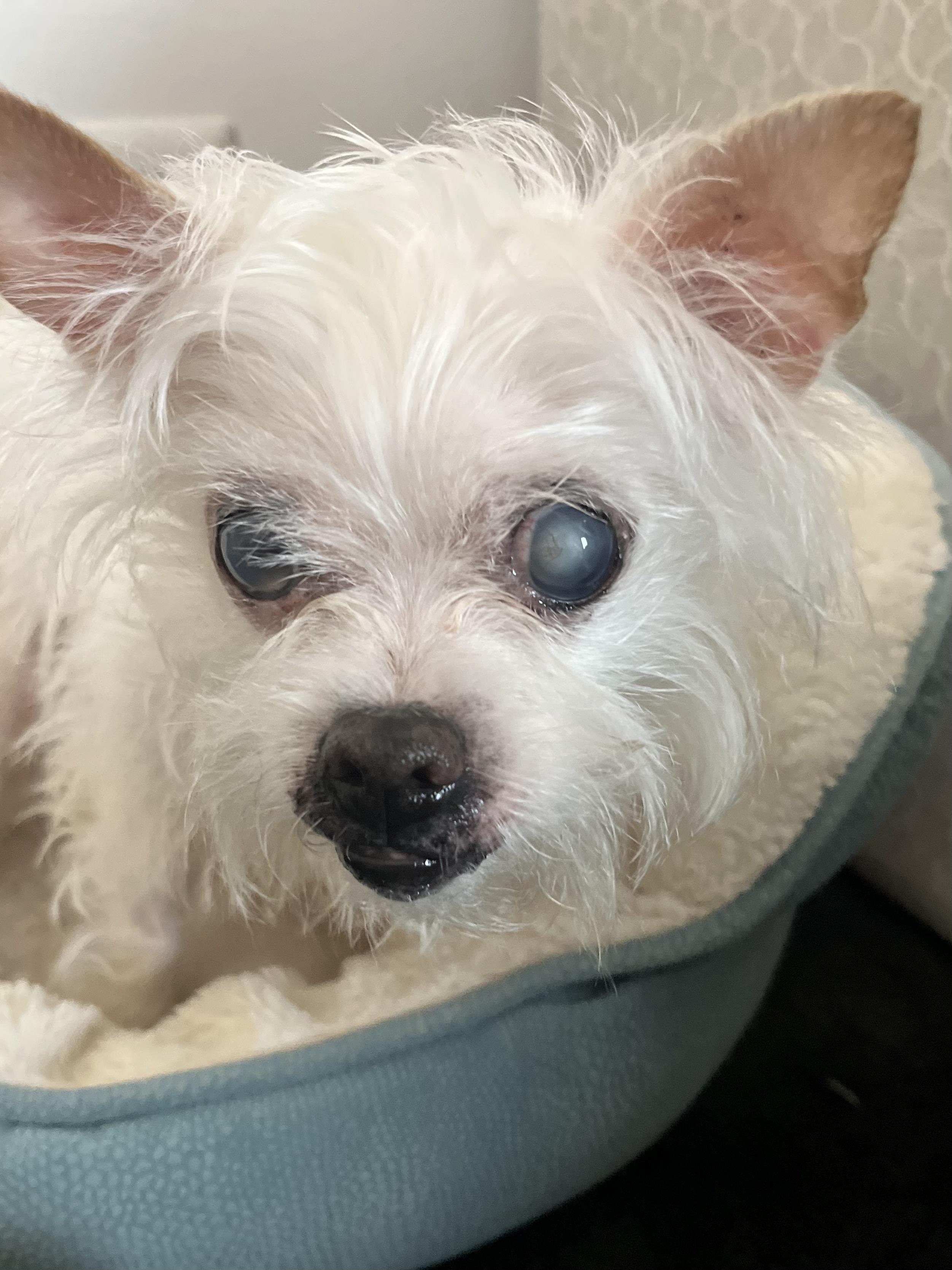 Imogen, adoptable, Senior Female Maltese & Chihuahua.