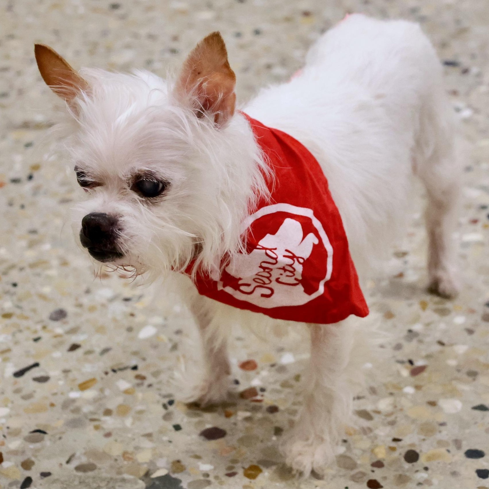 Imogen, an adoptable mixed breed in Palatine, IL image 5/6