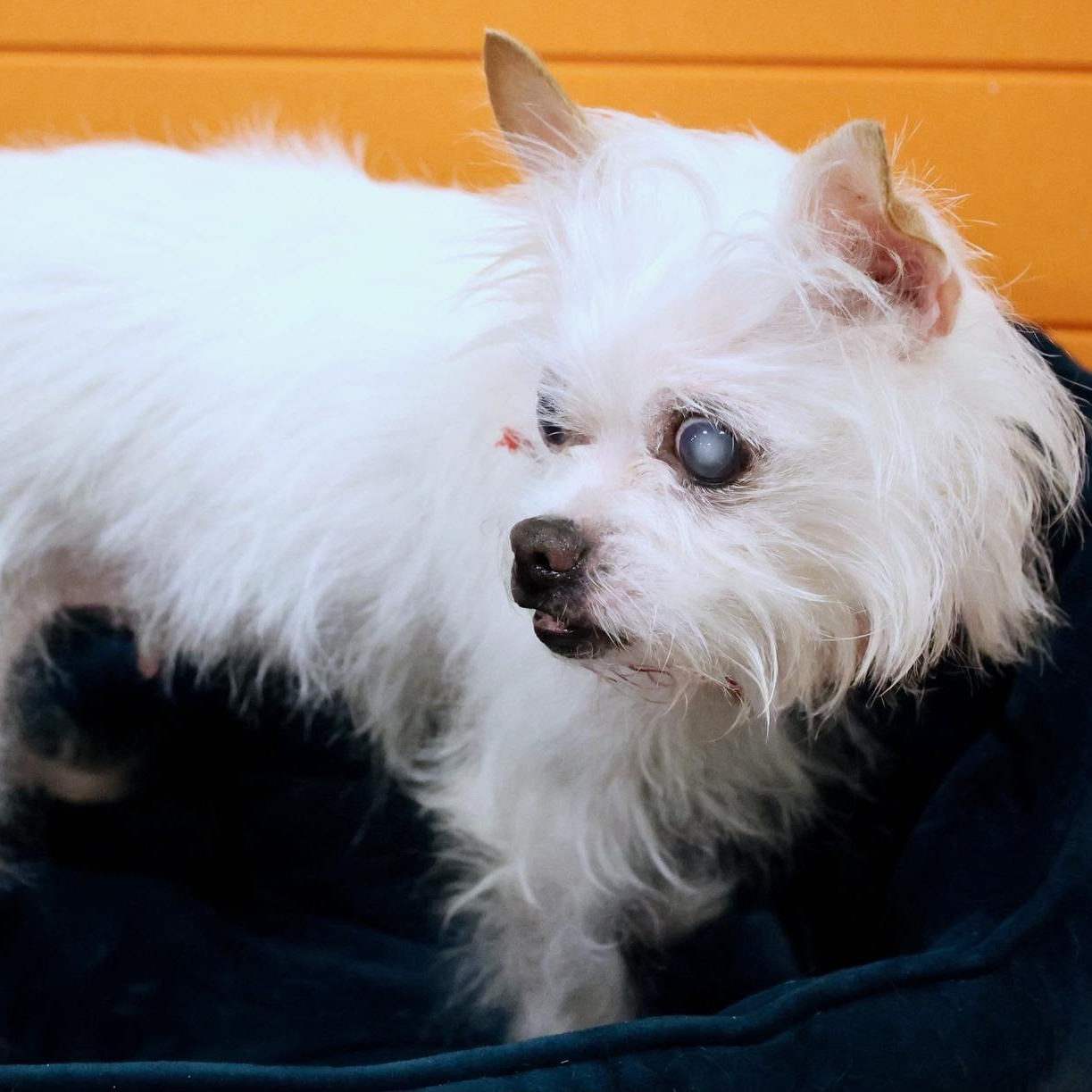 Imogen, an adoptable mixed breed in Palatine, IL image 6/6