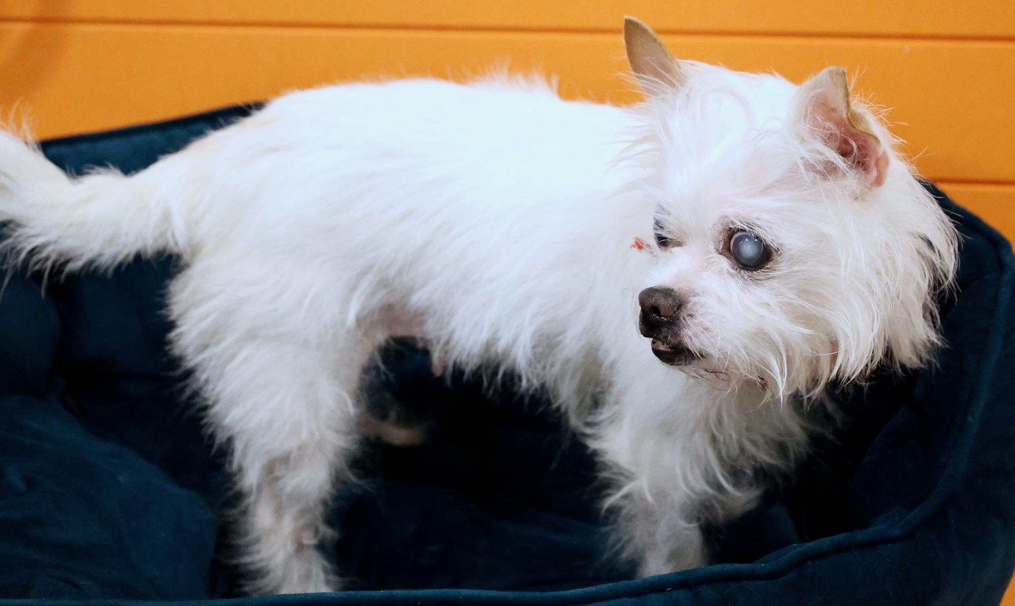 Enlarge Imogen, an adoptable mixed breed in Palatine, IL image 4/6