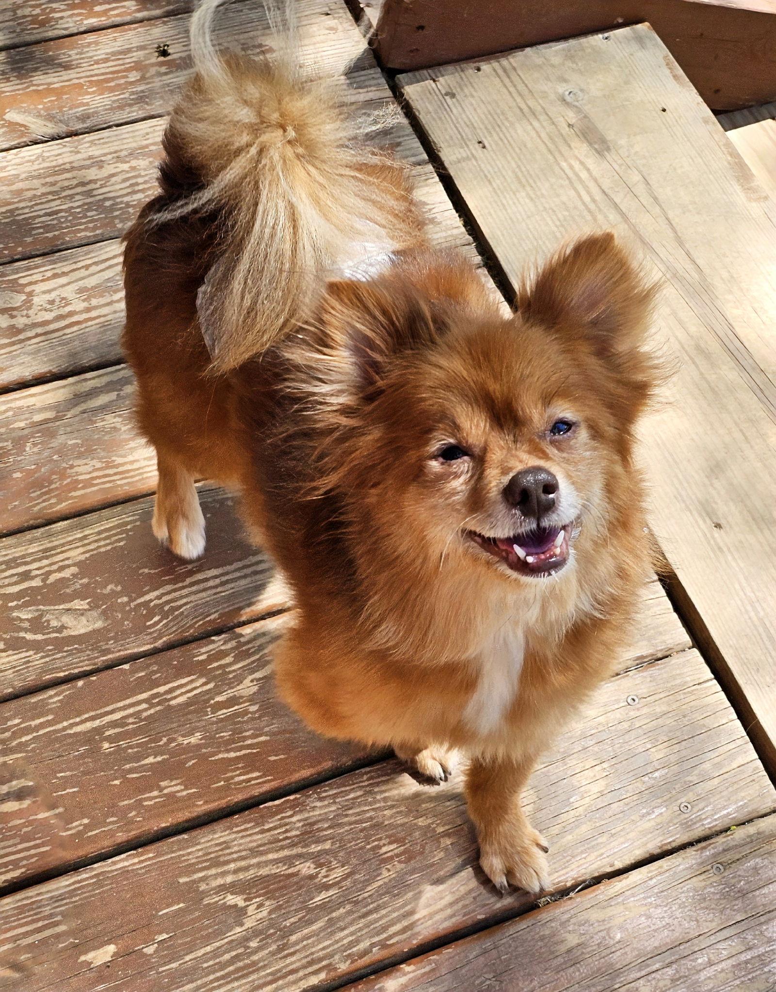 Enlarge Miwak, a Adoptable mixed breed in Lebanon, PA image 2/3