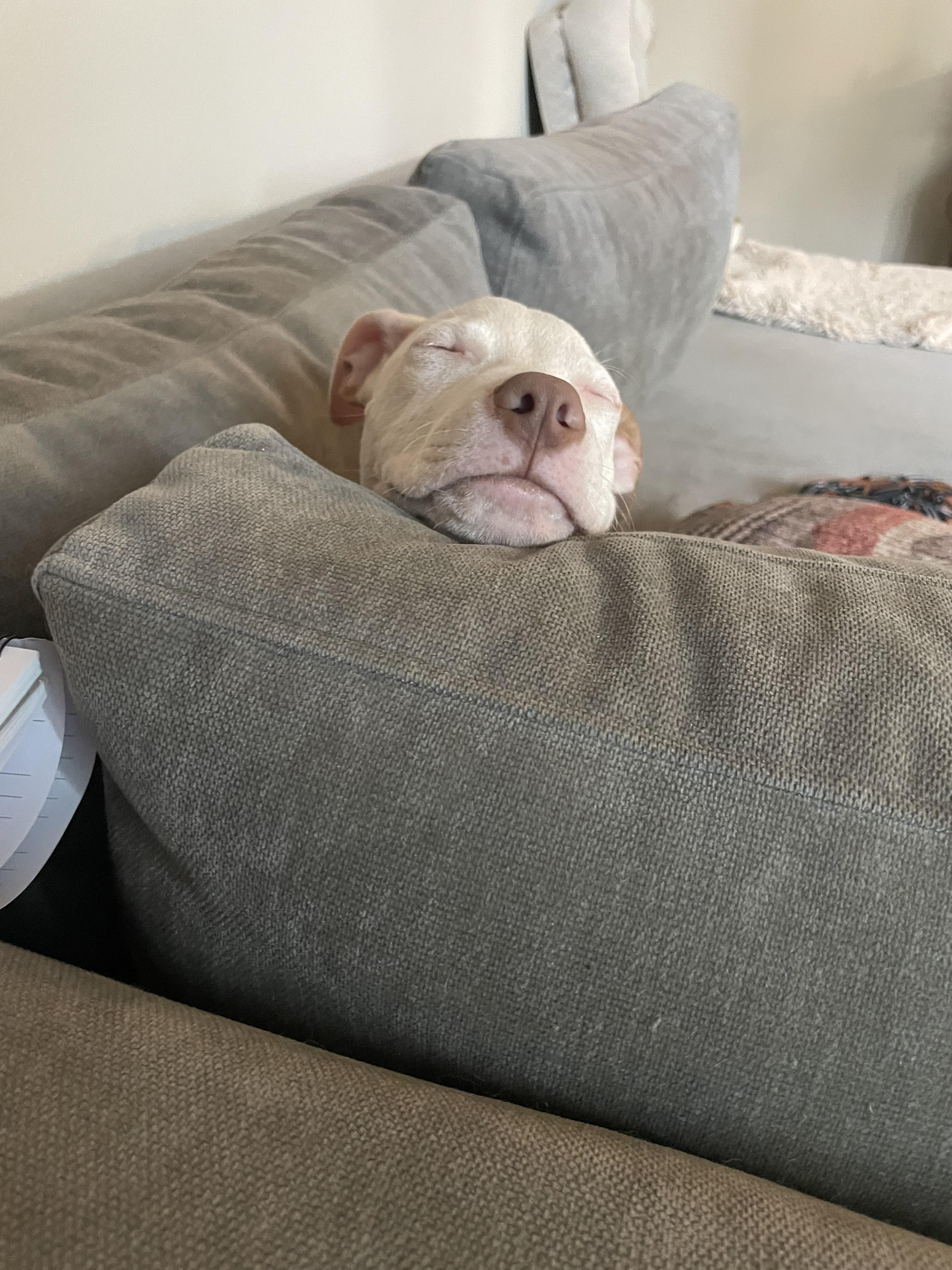 Rudy, a Adoptable mixed breed in tampa, FL image 2/3