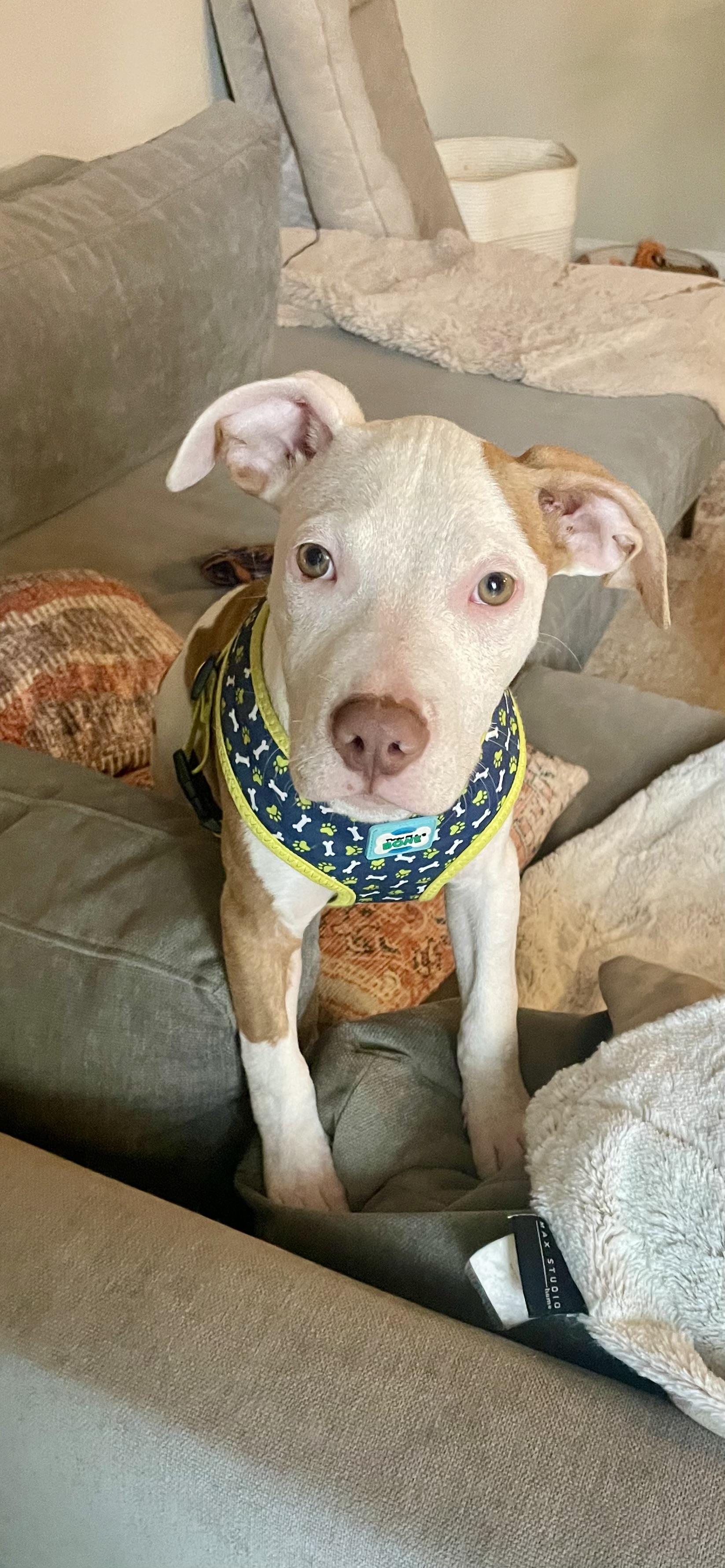 Rudy, a Adoptable mixed breed in tampa, FL image 3/3