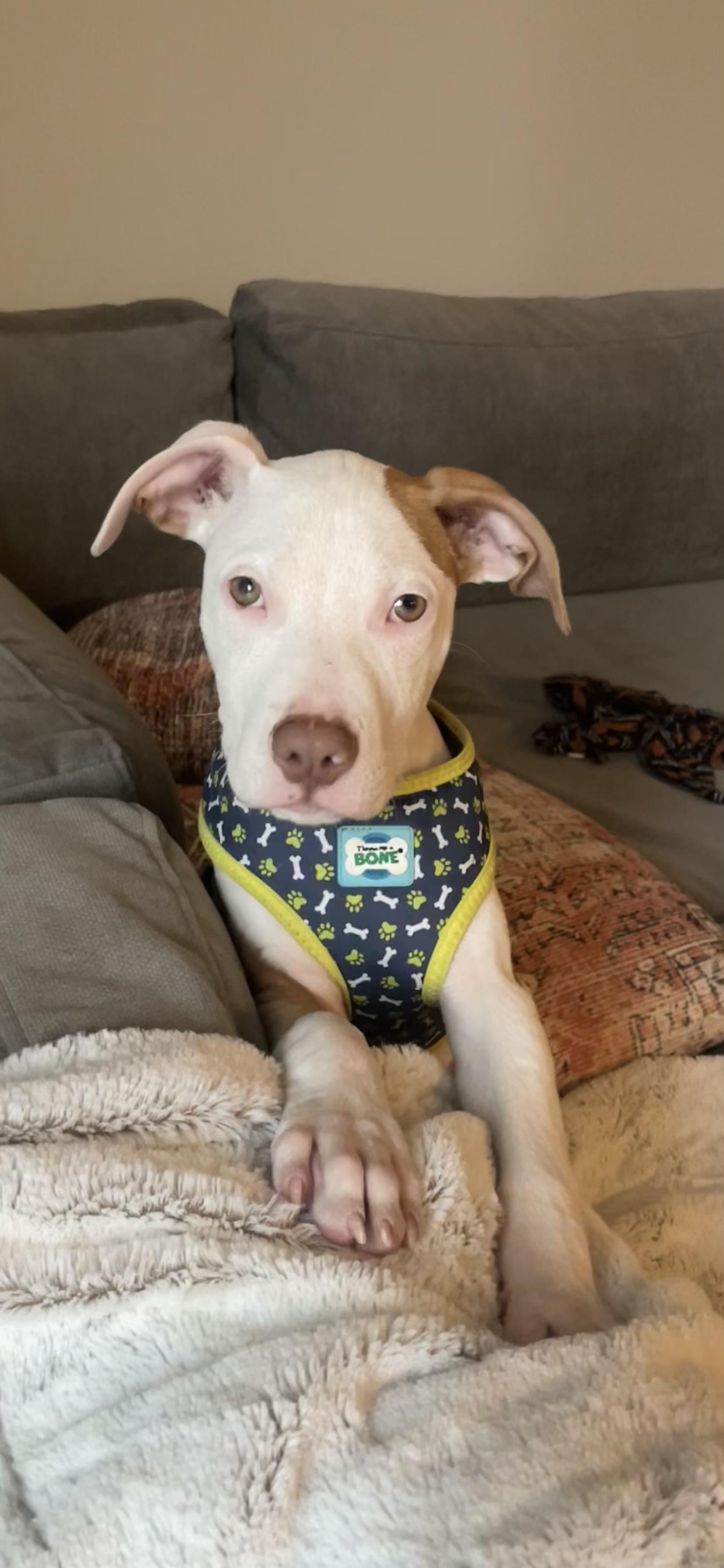 Rudy, a Adoptable mixed breed in tampa, FL image 1/3