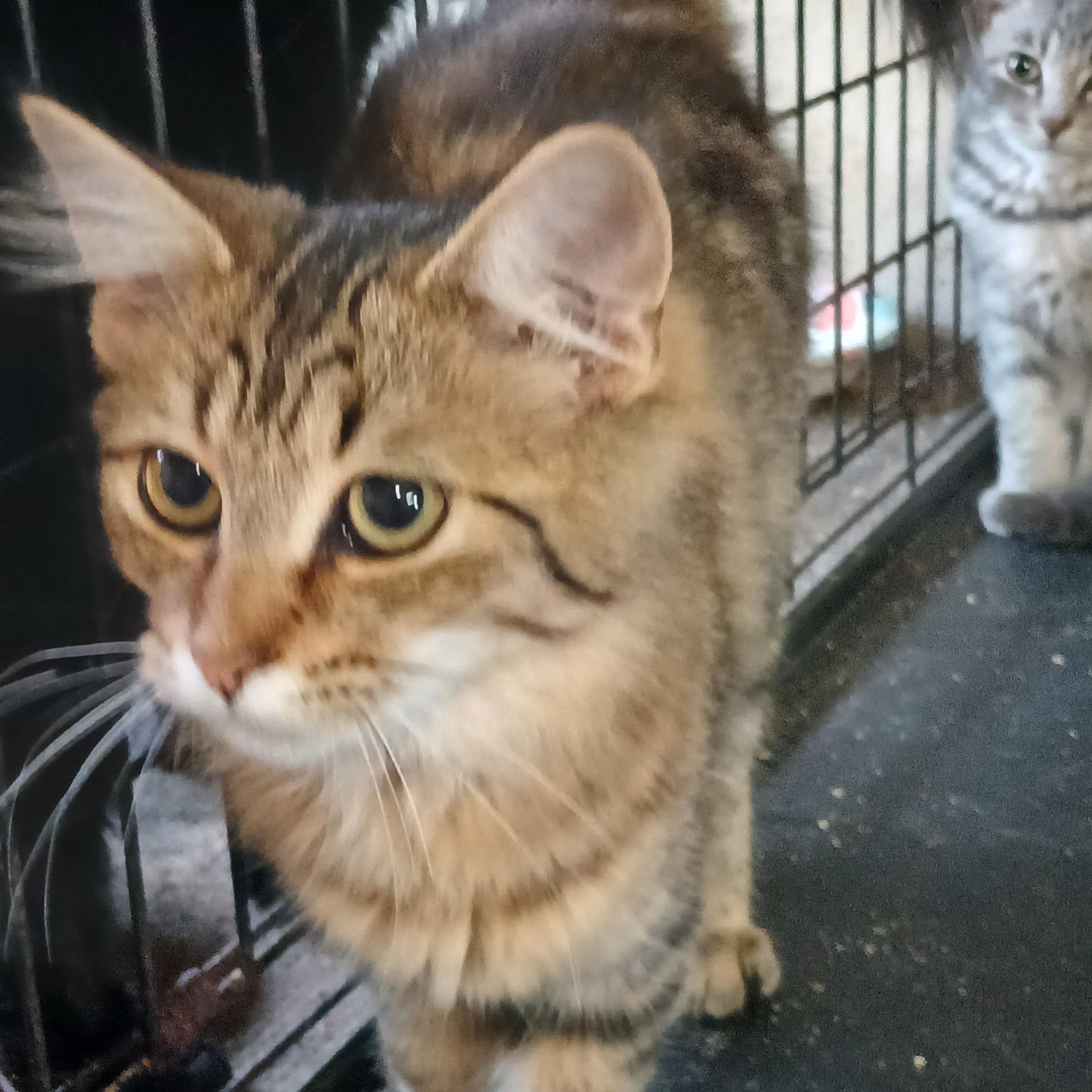 Springport Spritzer, an adoptable Domestic Short Hair in Eaton Rapids, MI image 2/3