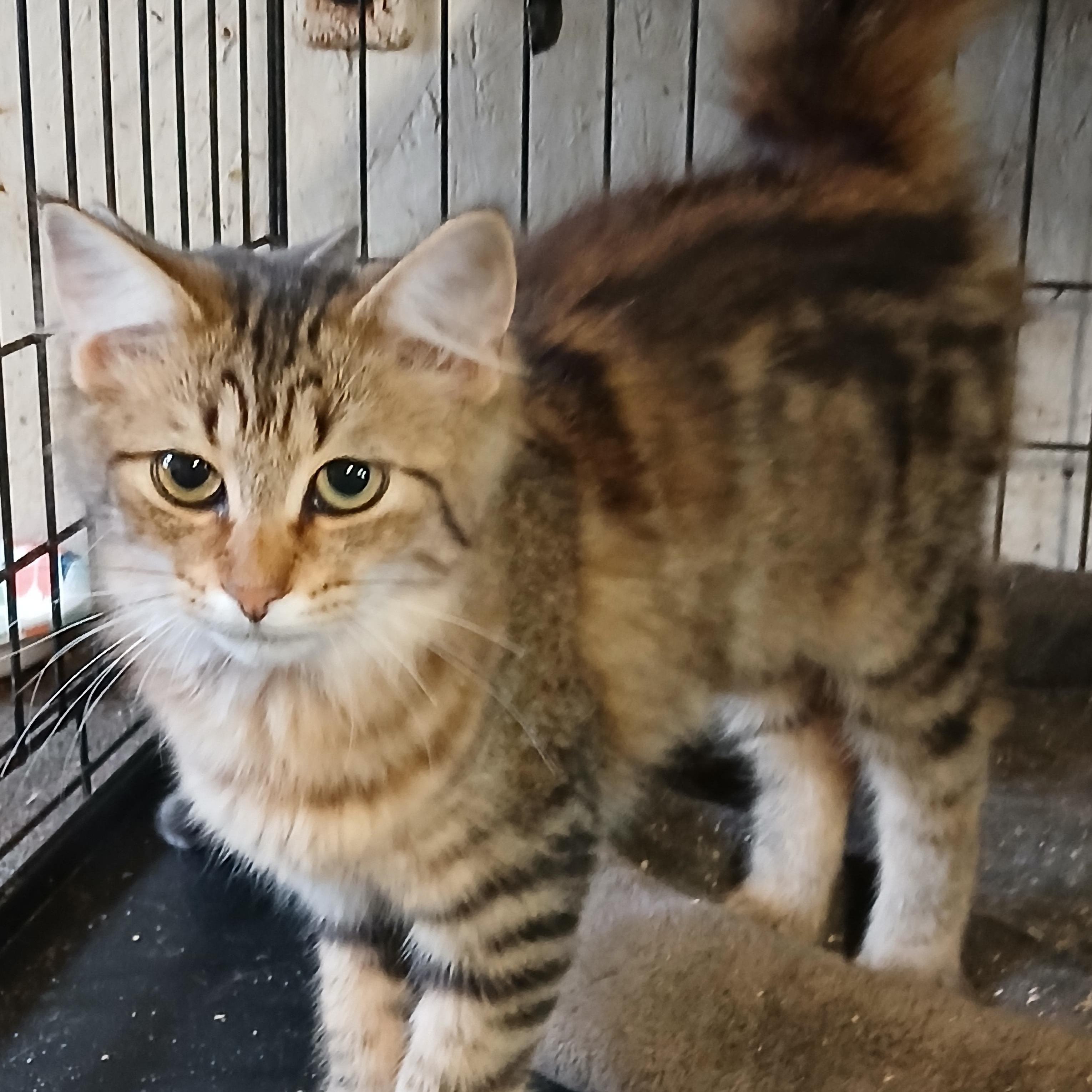 Springport Spritzer, adoptable, Kitten Female Domestic Short Hair.