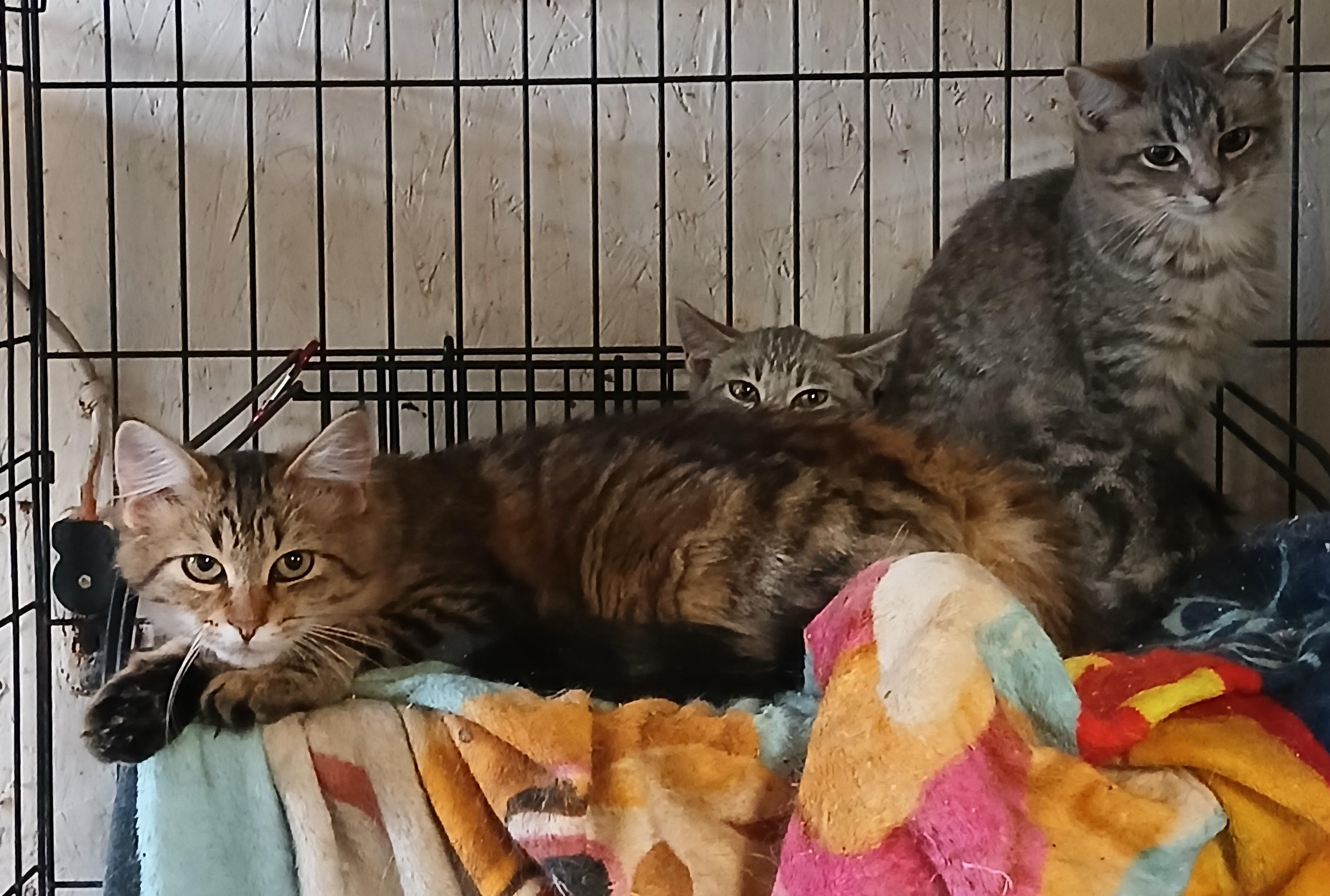 Springport Spritzer, an adoptable Domestic Short Hair in Eaton Rapids, MI image 3/3