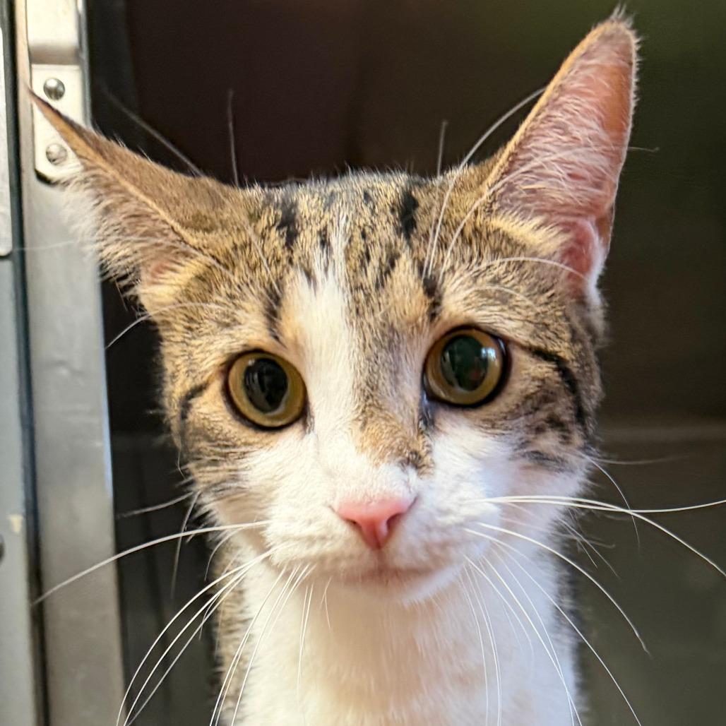 Bella, Adoptable, Adult Female Domestic Short Hair.