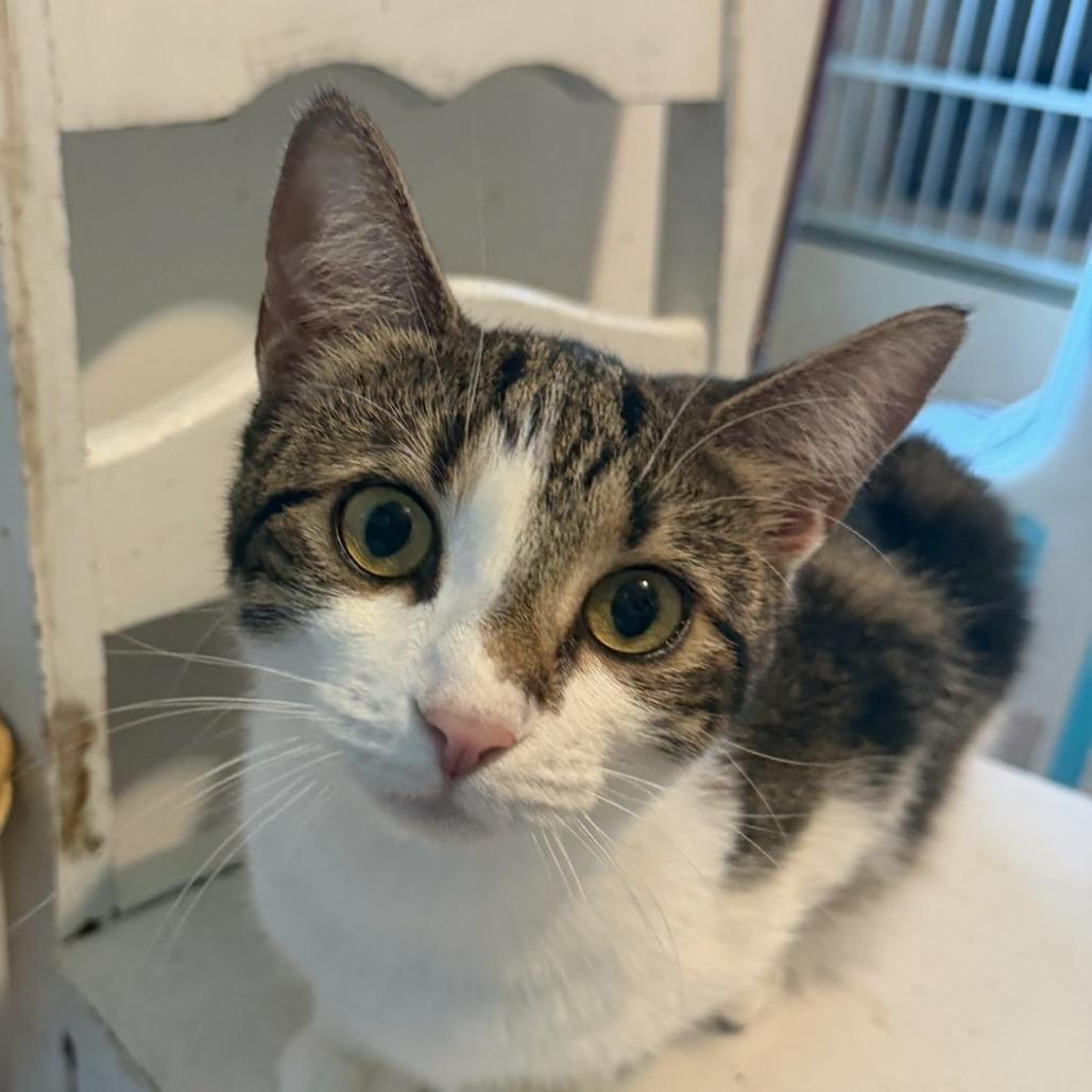Enlarge Bella, a Adoptable Domestic Short Hair in Calverton, NY image 2/3