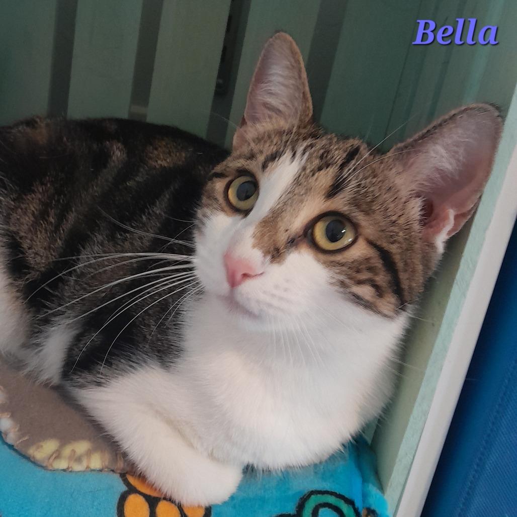Enlarge Bella, a Adoptable Domestic Short Hair in Calverton, NY image 3/3