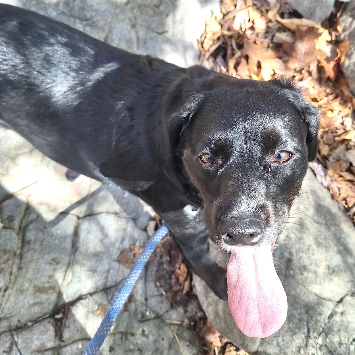 Sophie, an adopted mixed breed in Woburn, MA image 2/5