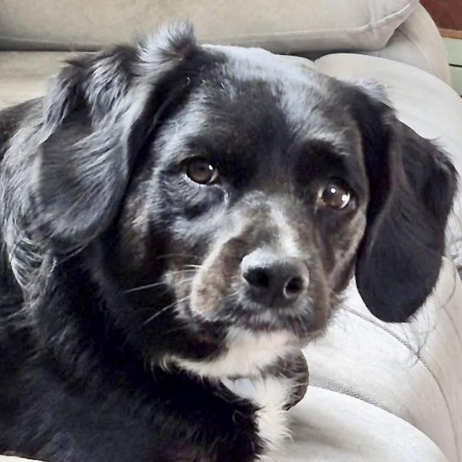 Sophie, adopted, Adult Female Cocker Spaniel & Australian Shepherd.