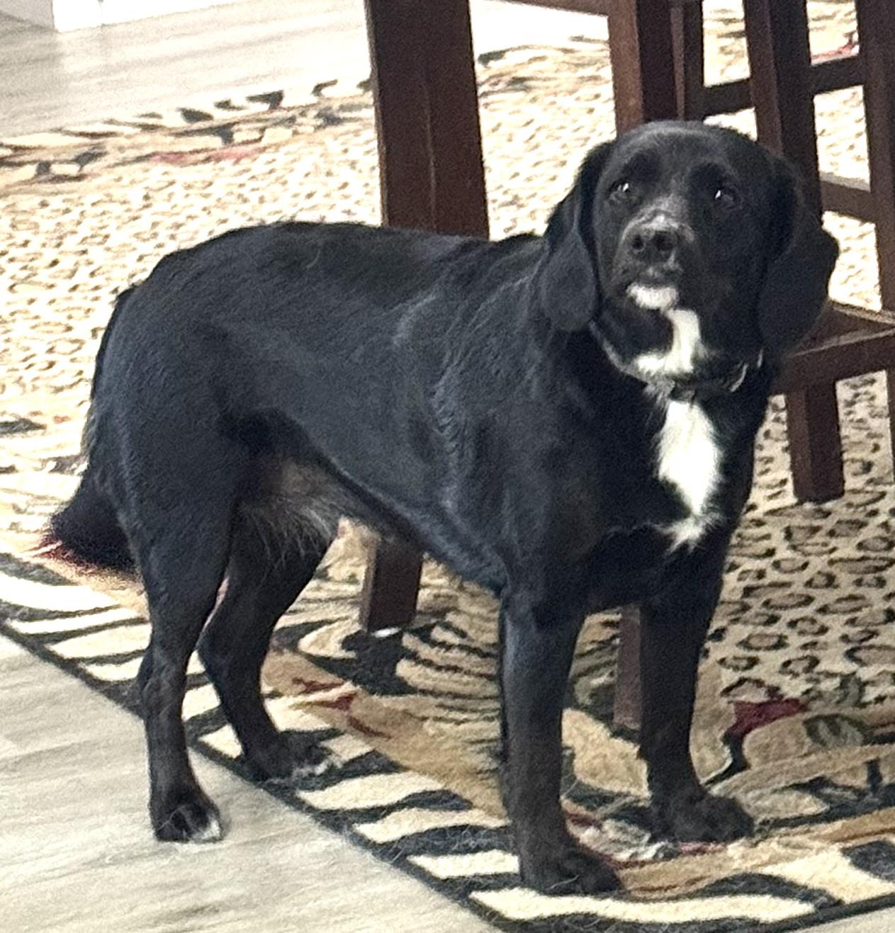 Sophie, an adopted mixed breed in Woburn, MA image 3/5