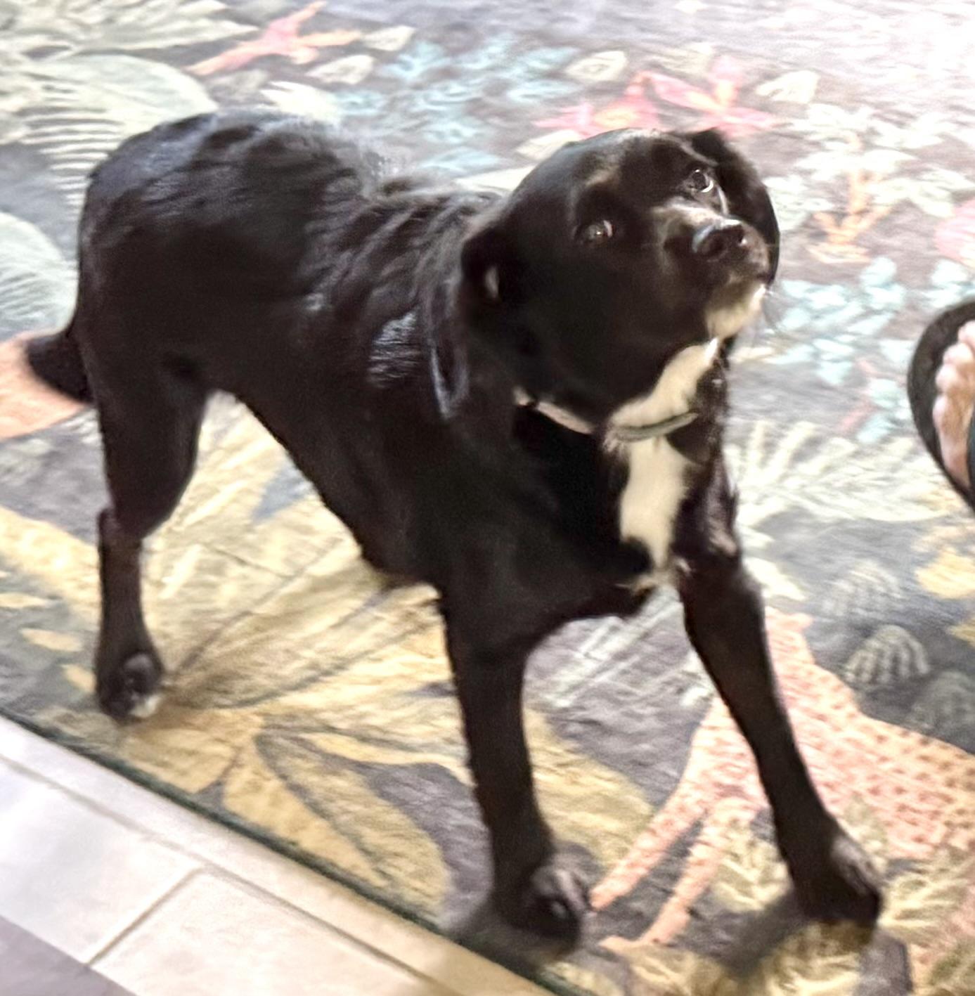 Sophie, an adopted mixed breed in Woburn, MA image 5/5